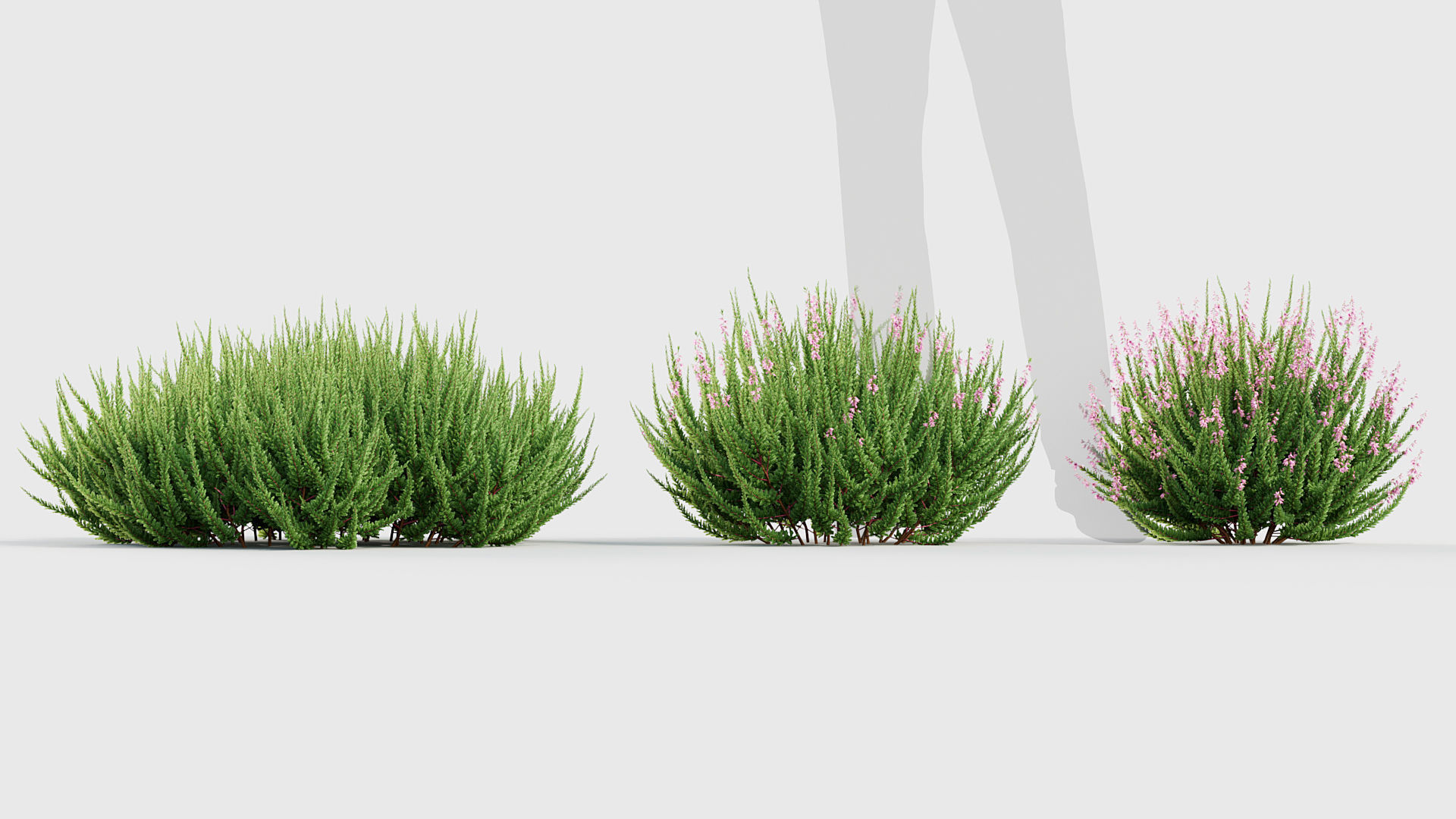 Calluna vulgaris Scotch Heather 3D model_2