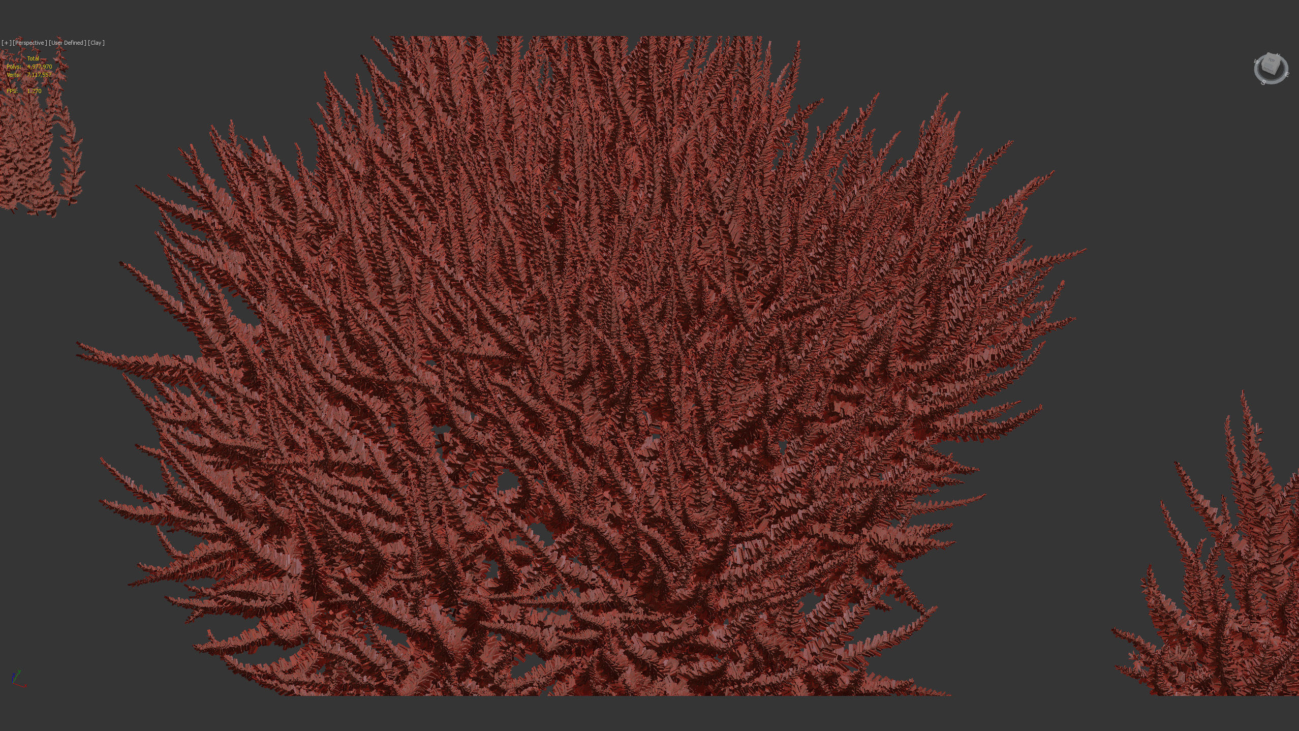 Calluna vulgaris Scotch Heather 3D model_11