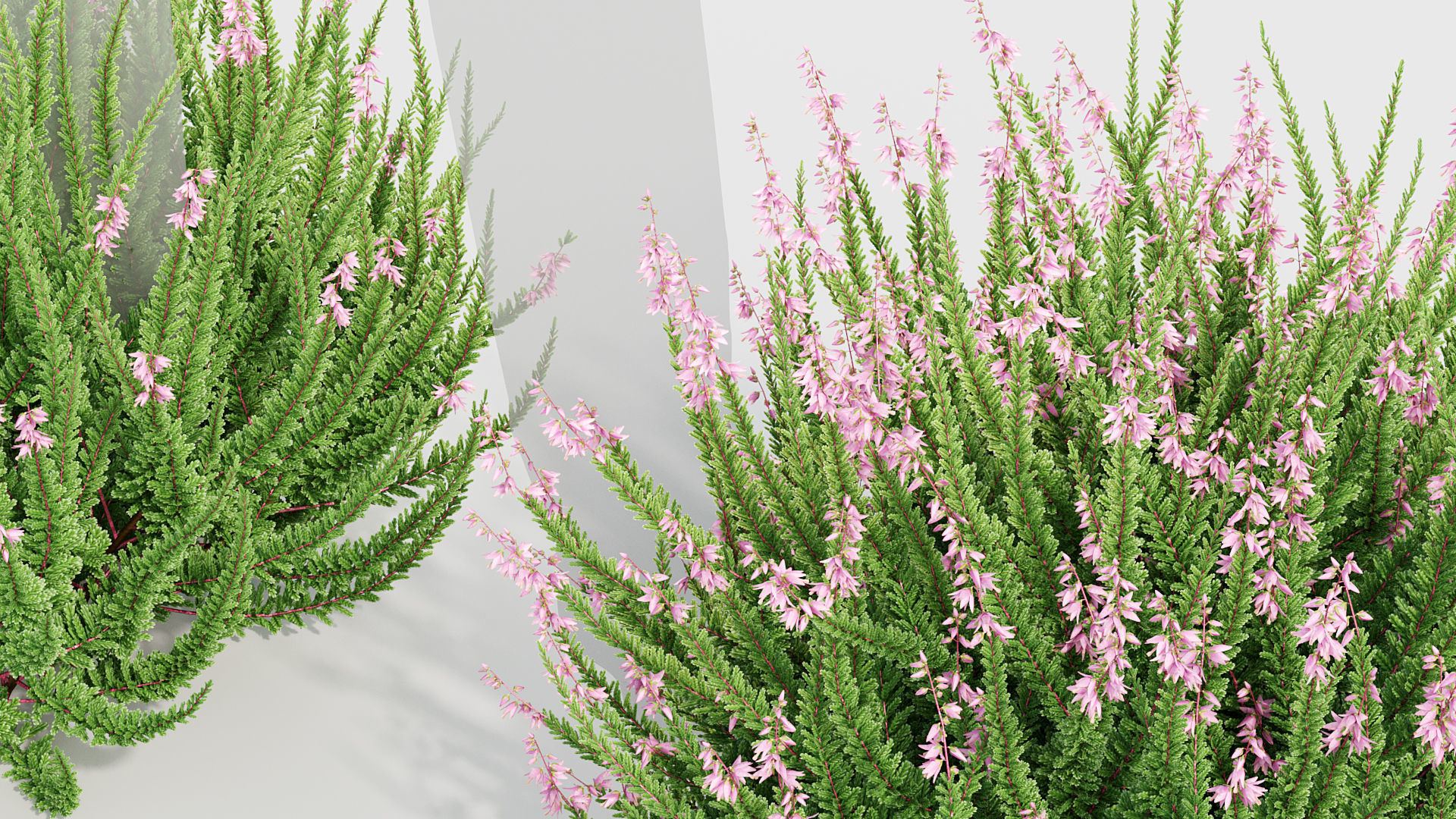 Calluna vulgaris Scotch Heather 3D model_4