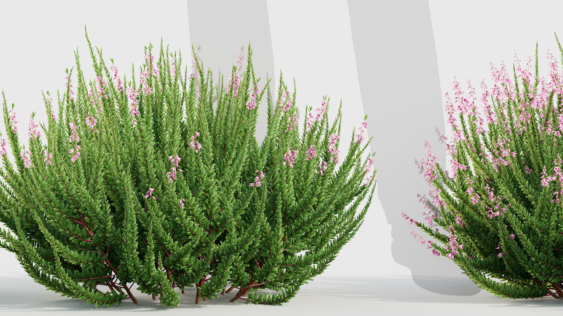 Calluna vulgaris Scotch Heather 3D model_3