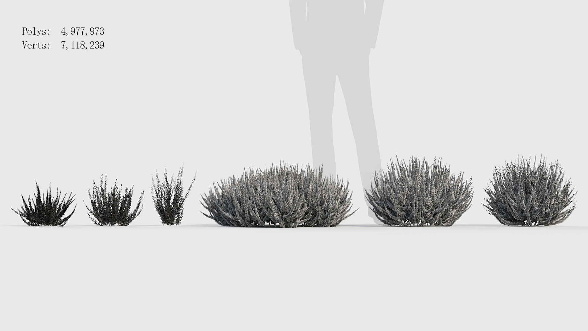 Calluna vulgaris Scotch Heather 3D model_7