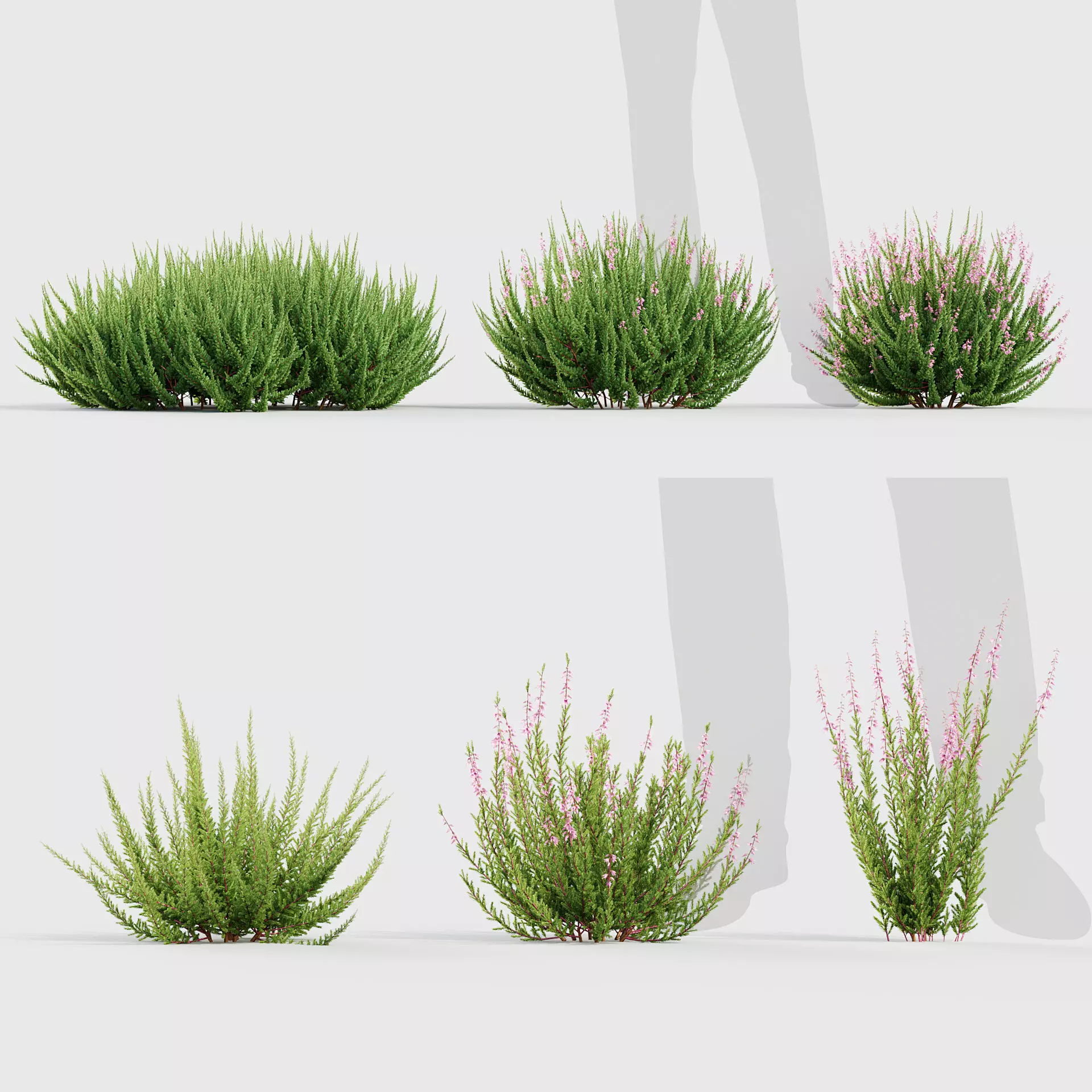 Calluna vulgaris Scotch Heather 3D model_0