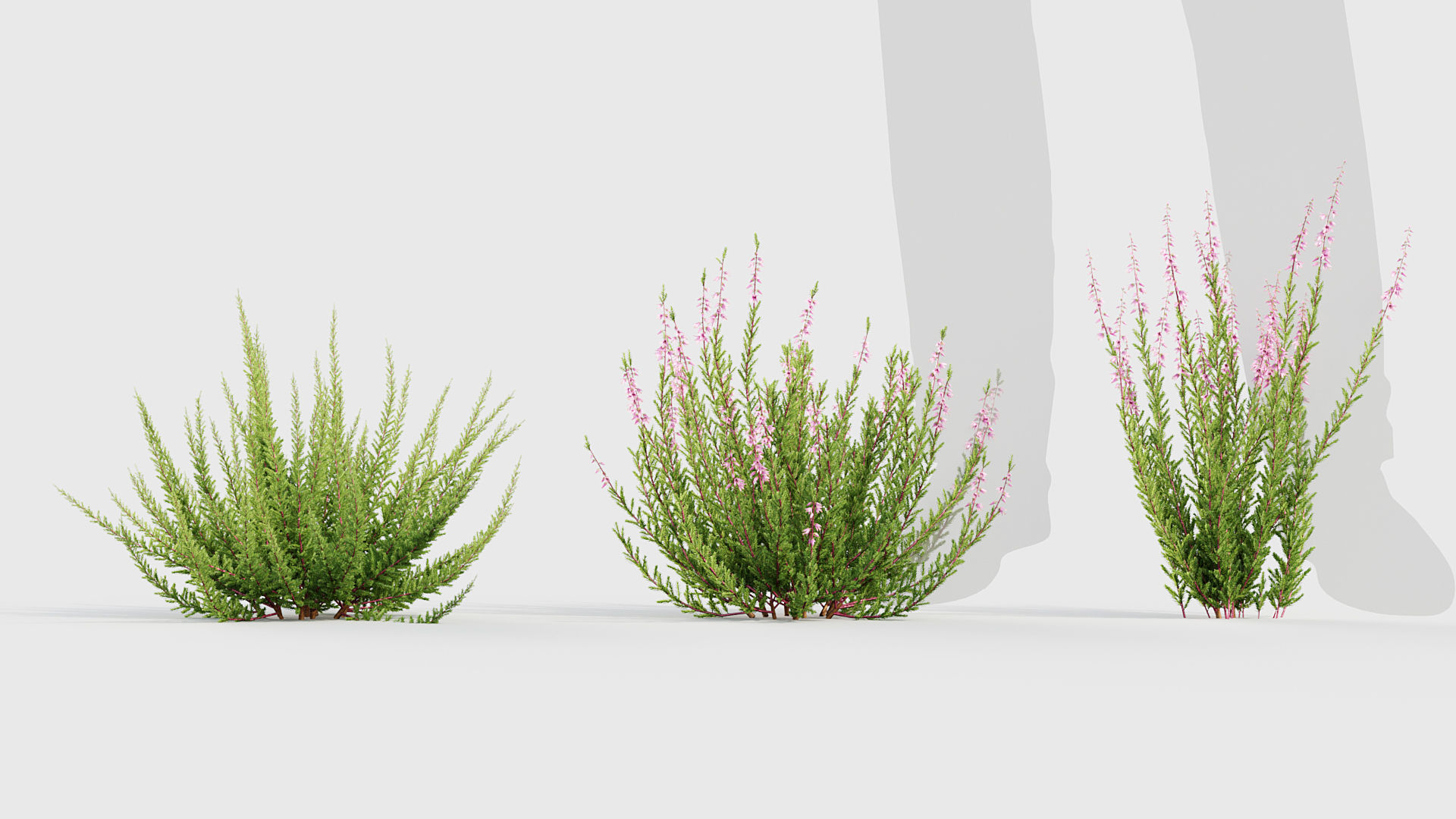 Calluna vulgaris Scotch Heather 3D model_1