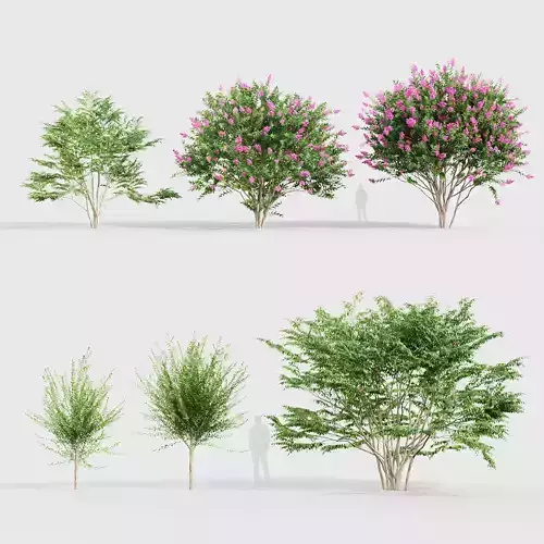 Lagerstroemia indica Crape myrtle