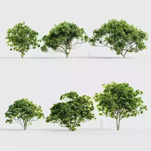 Ficus lyrata Fiddle leaf fig