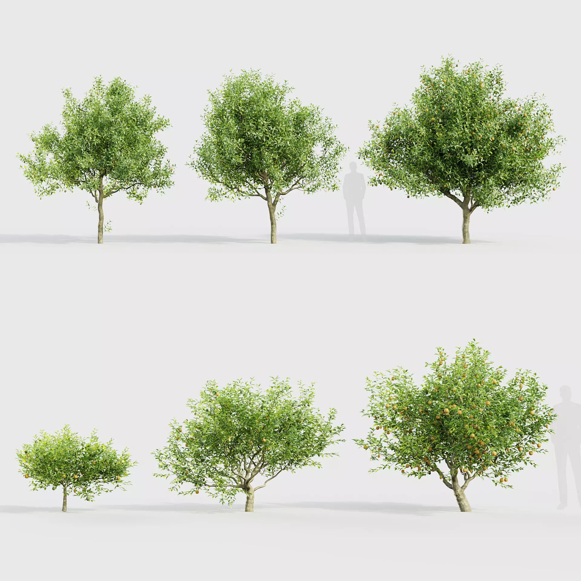 Citrus limon - Lemon Tree 3D model