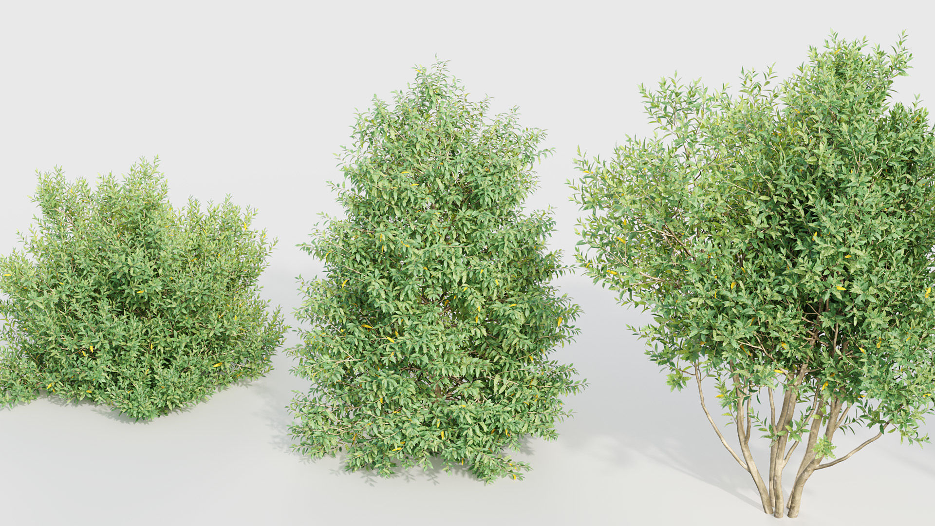 Prunus lusitanica Portugal Laurel 3D model_5