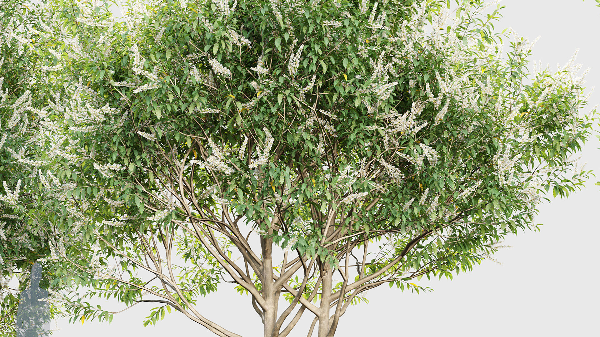 Prunus lusitanica Portugal Laurel 3D model_6