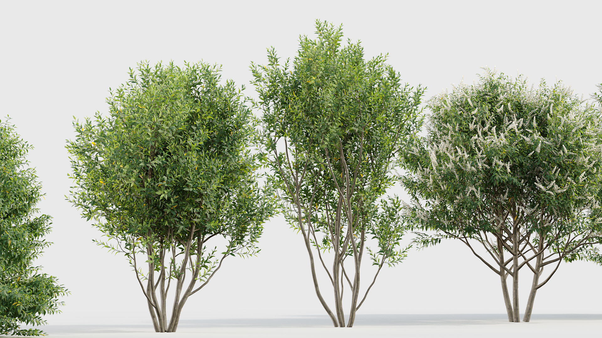 Prunus lusitanica Portugal Laurel 3D model_4