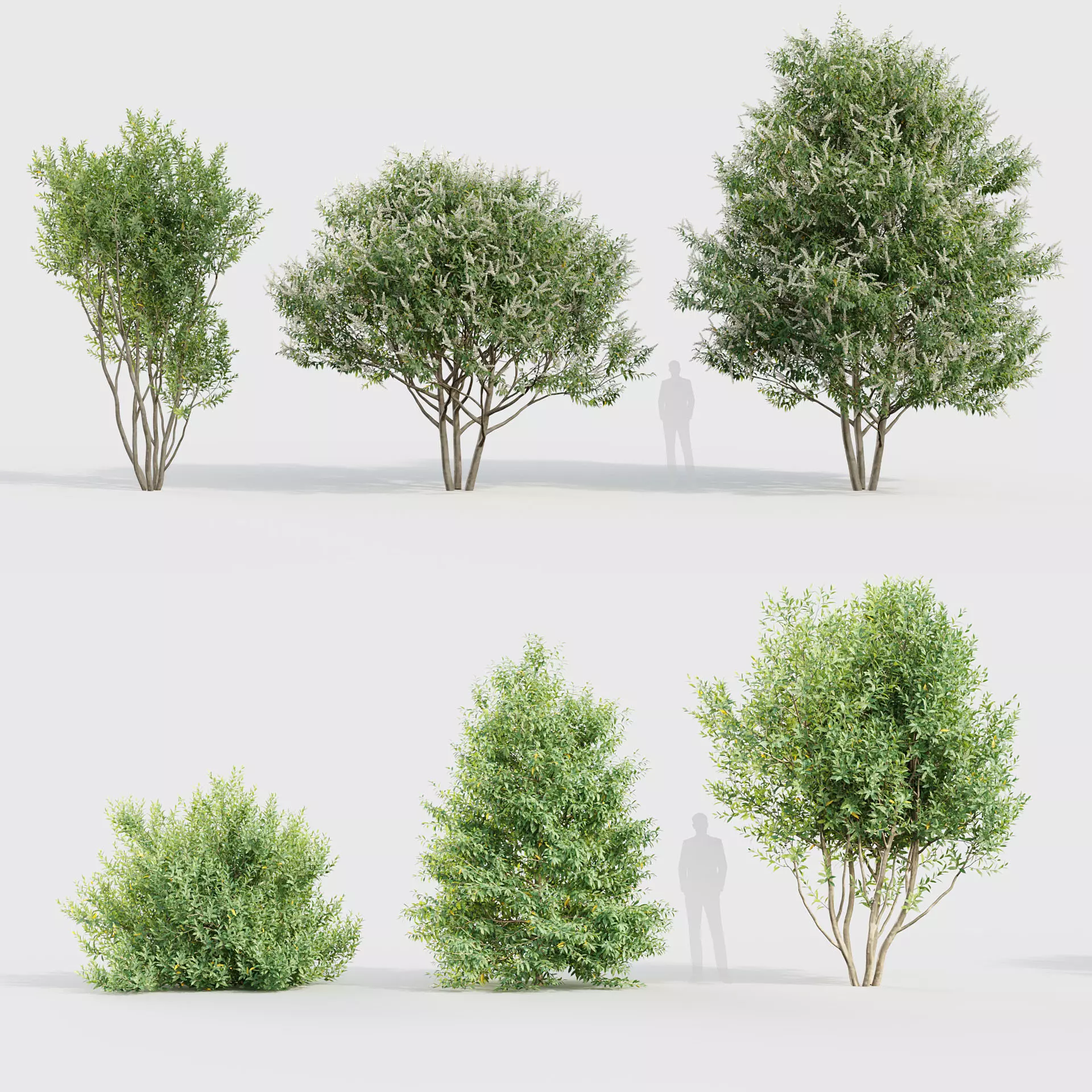 Prunus lusitanica Portugal Laurel 3D model_0