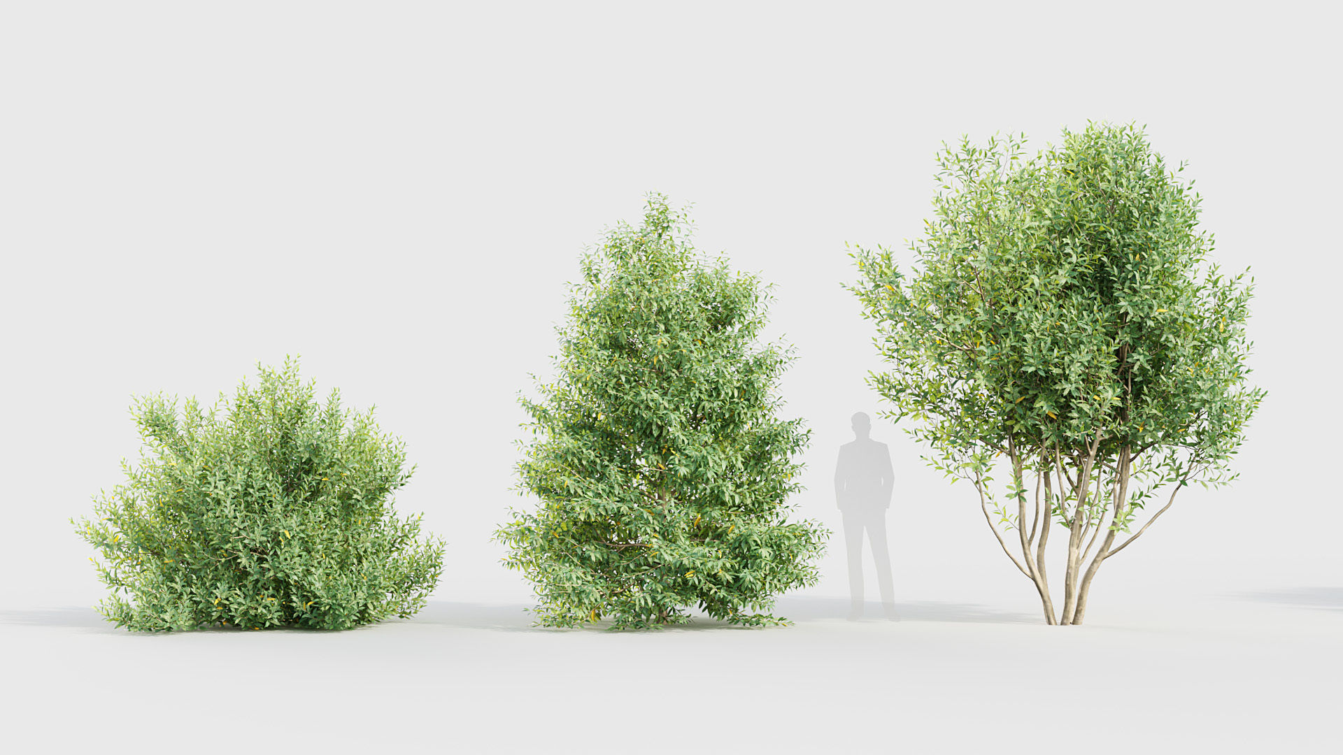 Prunus lusitanica Portugal Laurel 3D model_2