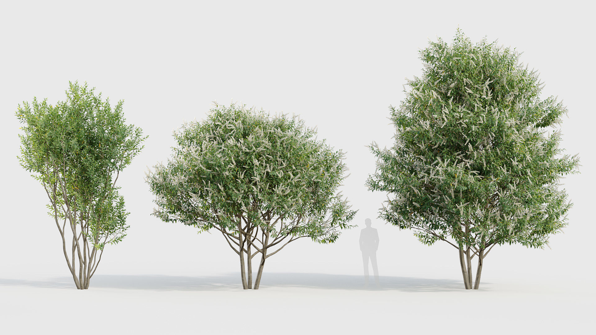 Prunus lusitanica Portugal Laurel 3D model_3