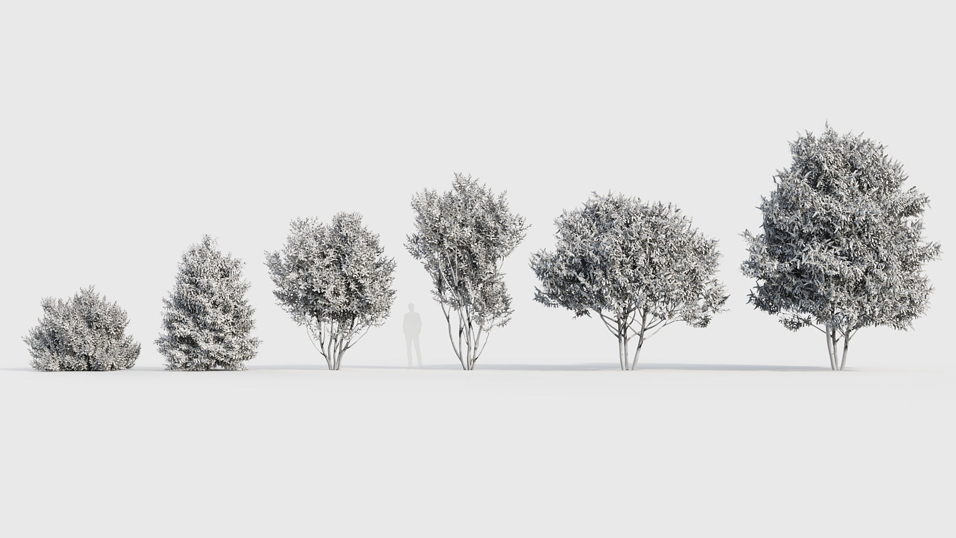 Prunus lusitanica Portugal Laurel 3D model_8