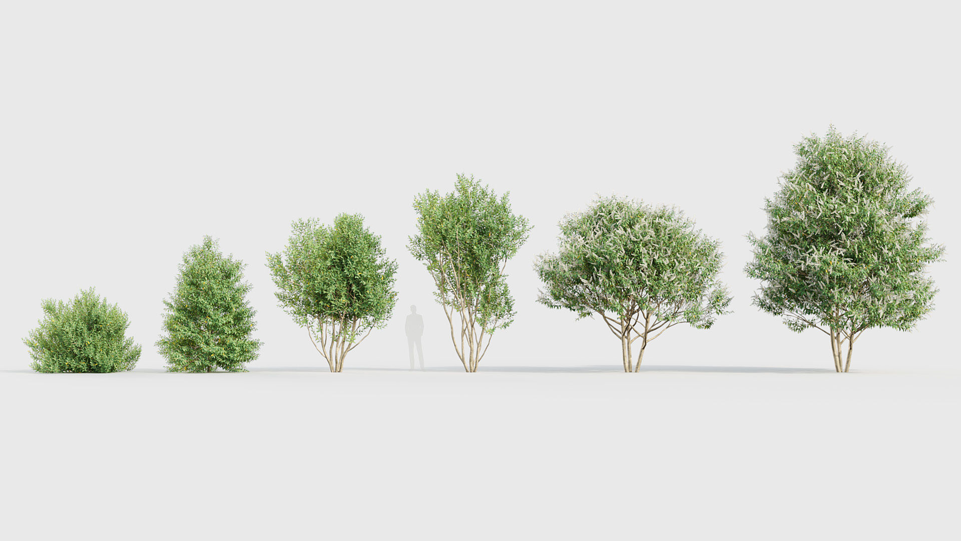 Prunus lusitanica Portugal Laurel 3D model_1