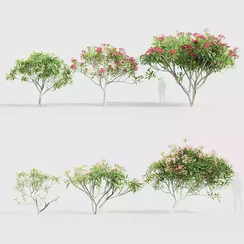 Plumeria rubra Frangipani