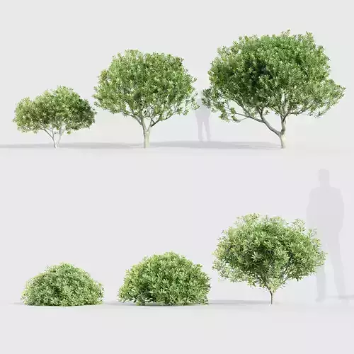 Pittosporum tobira Japanese Mock Orange 