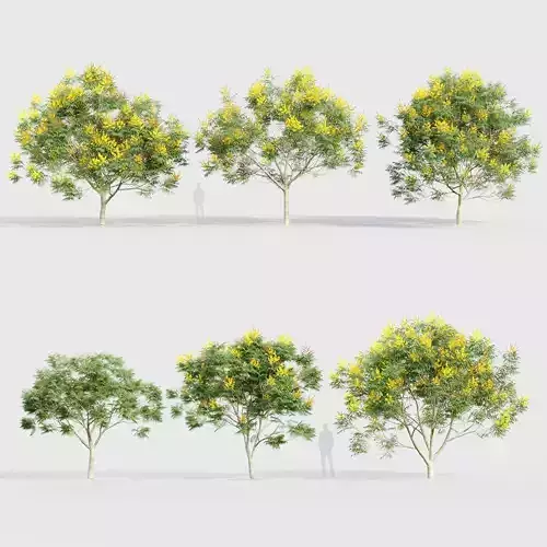 Peltophorum pterocarpum Yellow poinciana