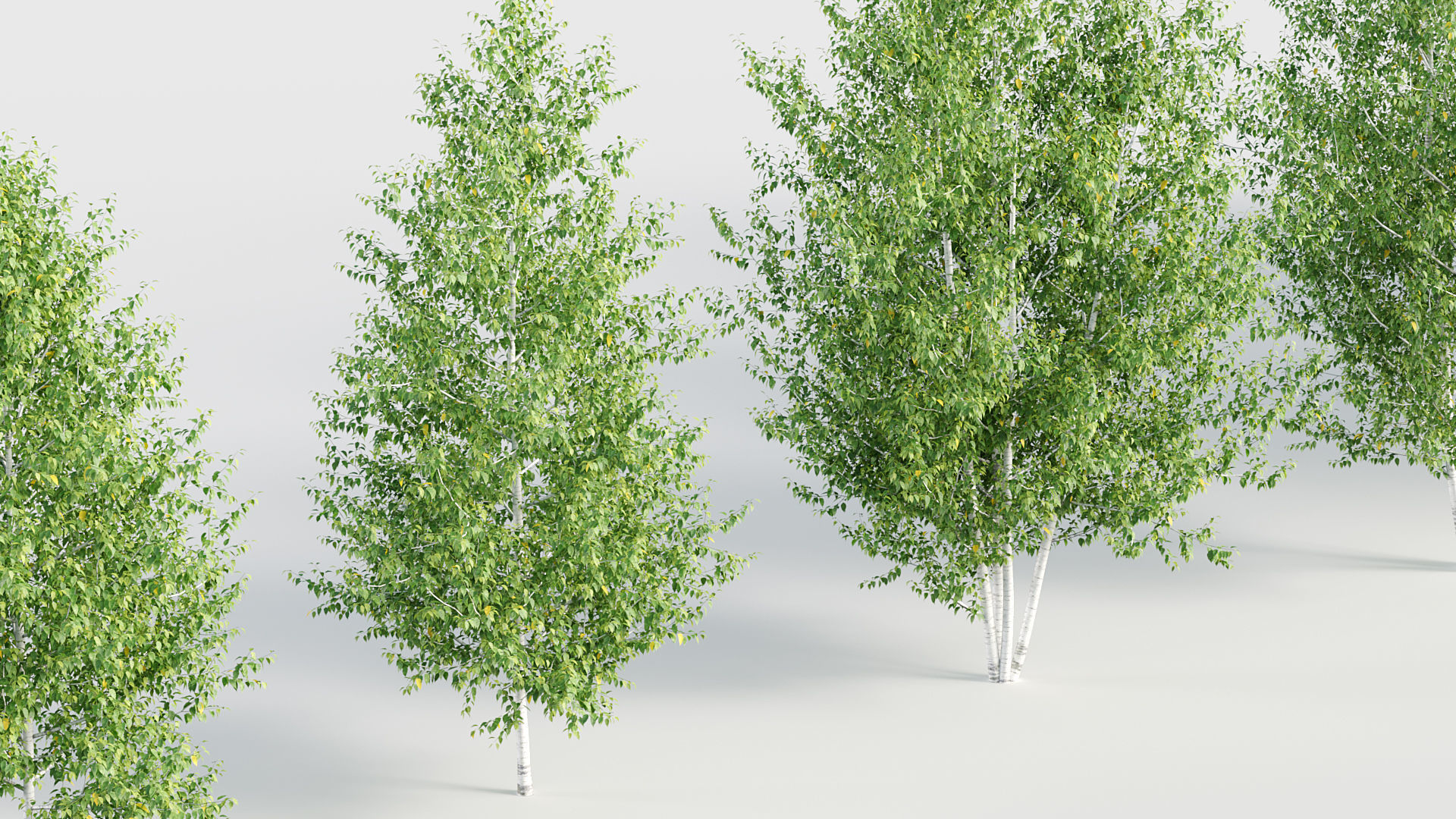 Betula papyrifera Paper birch 3D model_5
