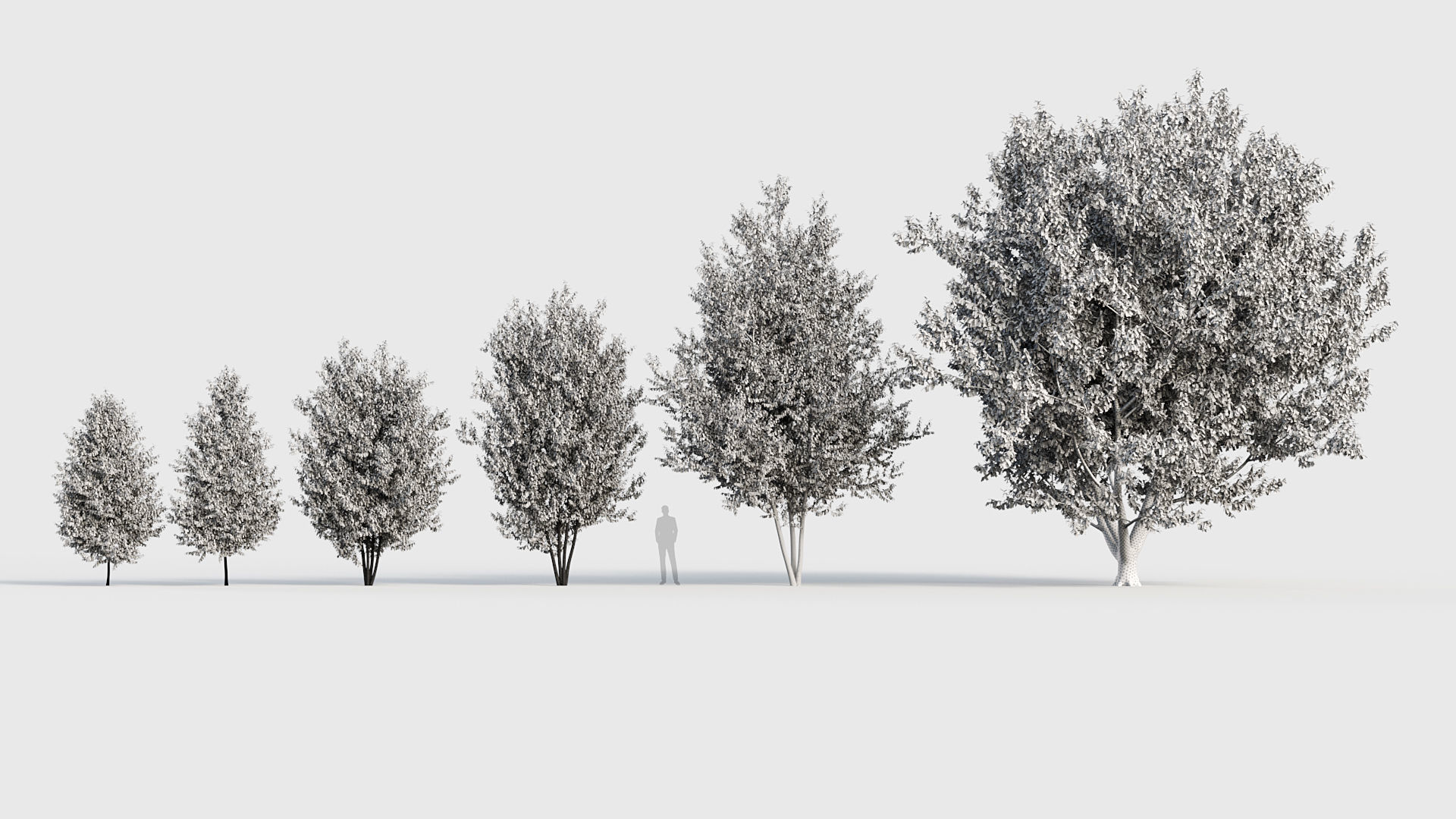 Betula papyrifera Paper birch 3D model_8