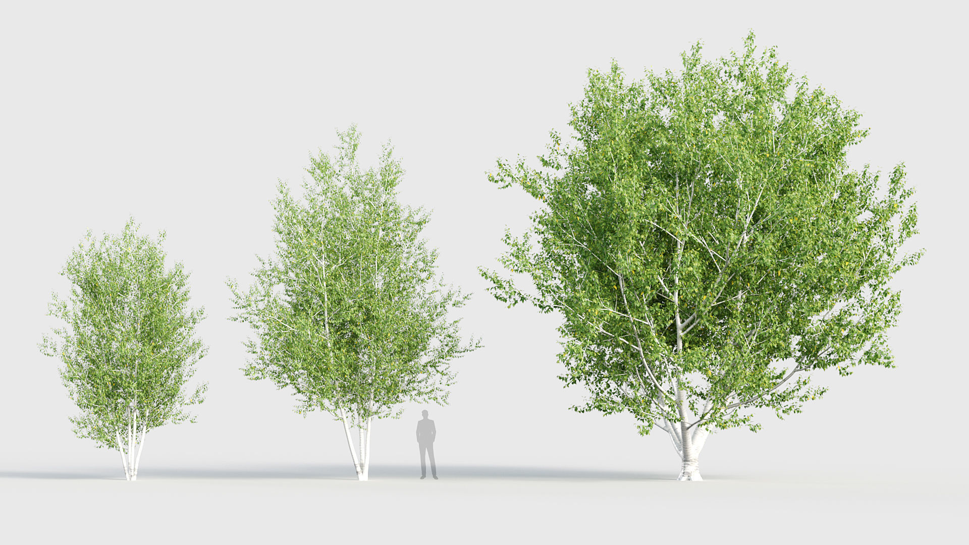Betula papyrifera Paper birch 3D model_3