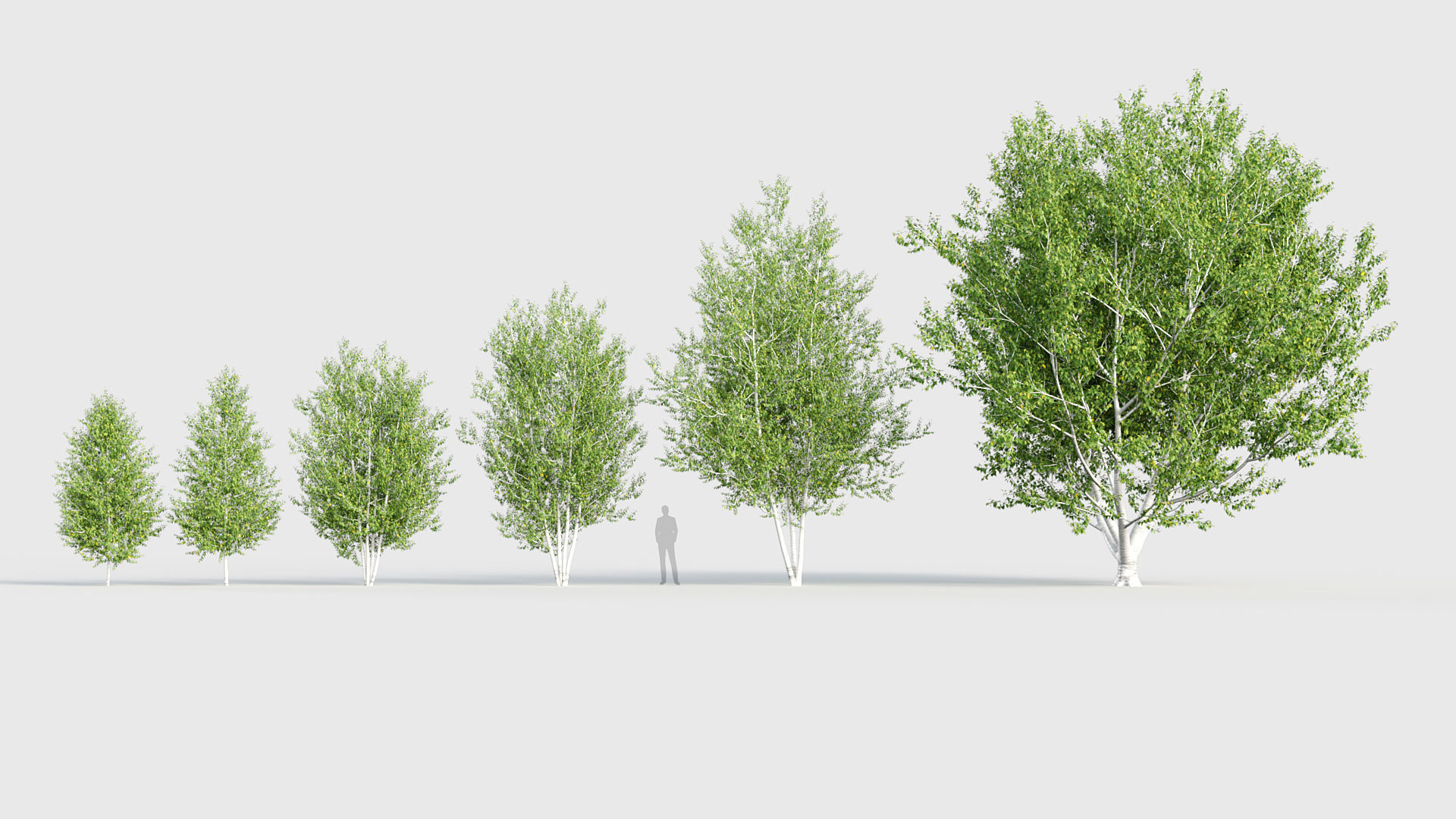 Betula papyrifera Paper birch 3D model_1