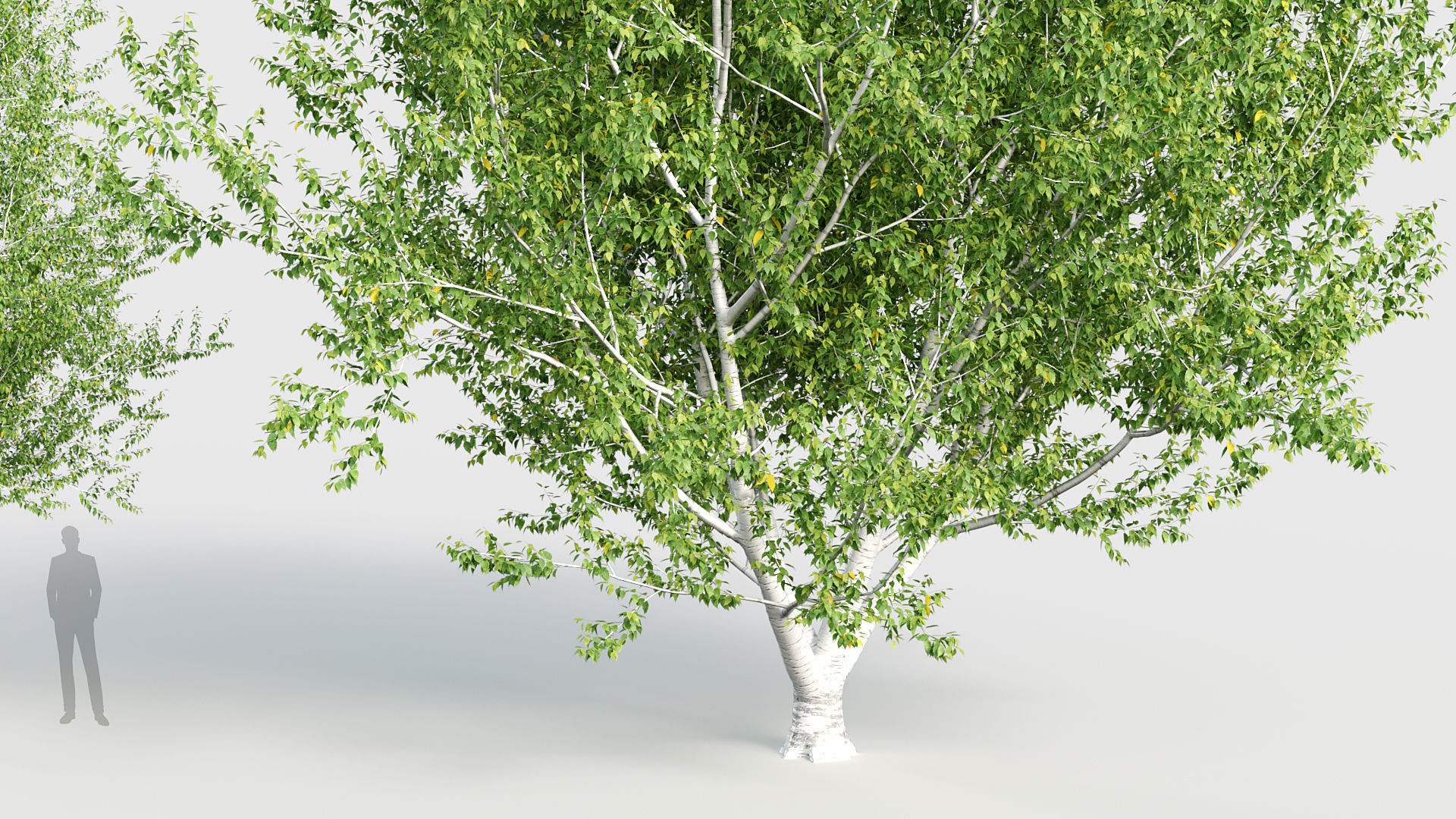 Betula papyrifera Paper birch 3D model_4