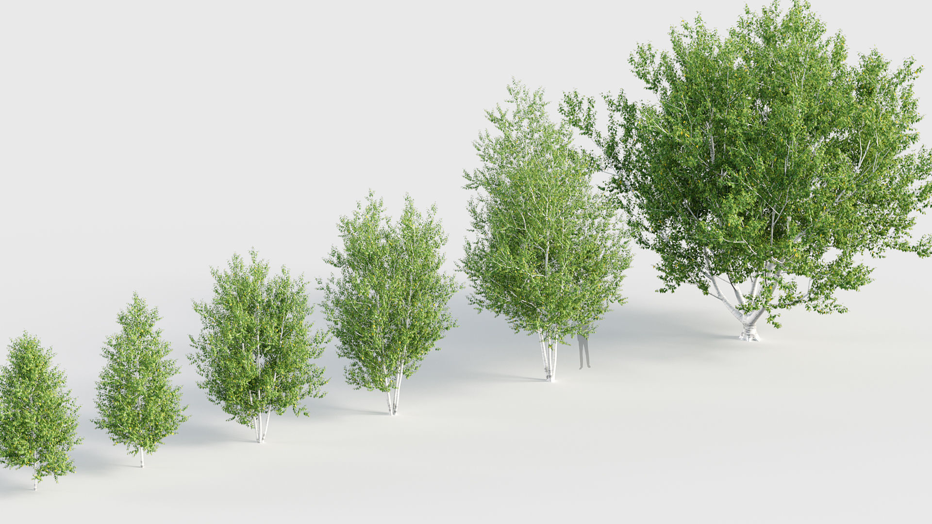 Betula papyrifera Paper birch 3D model_6