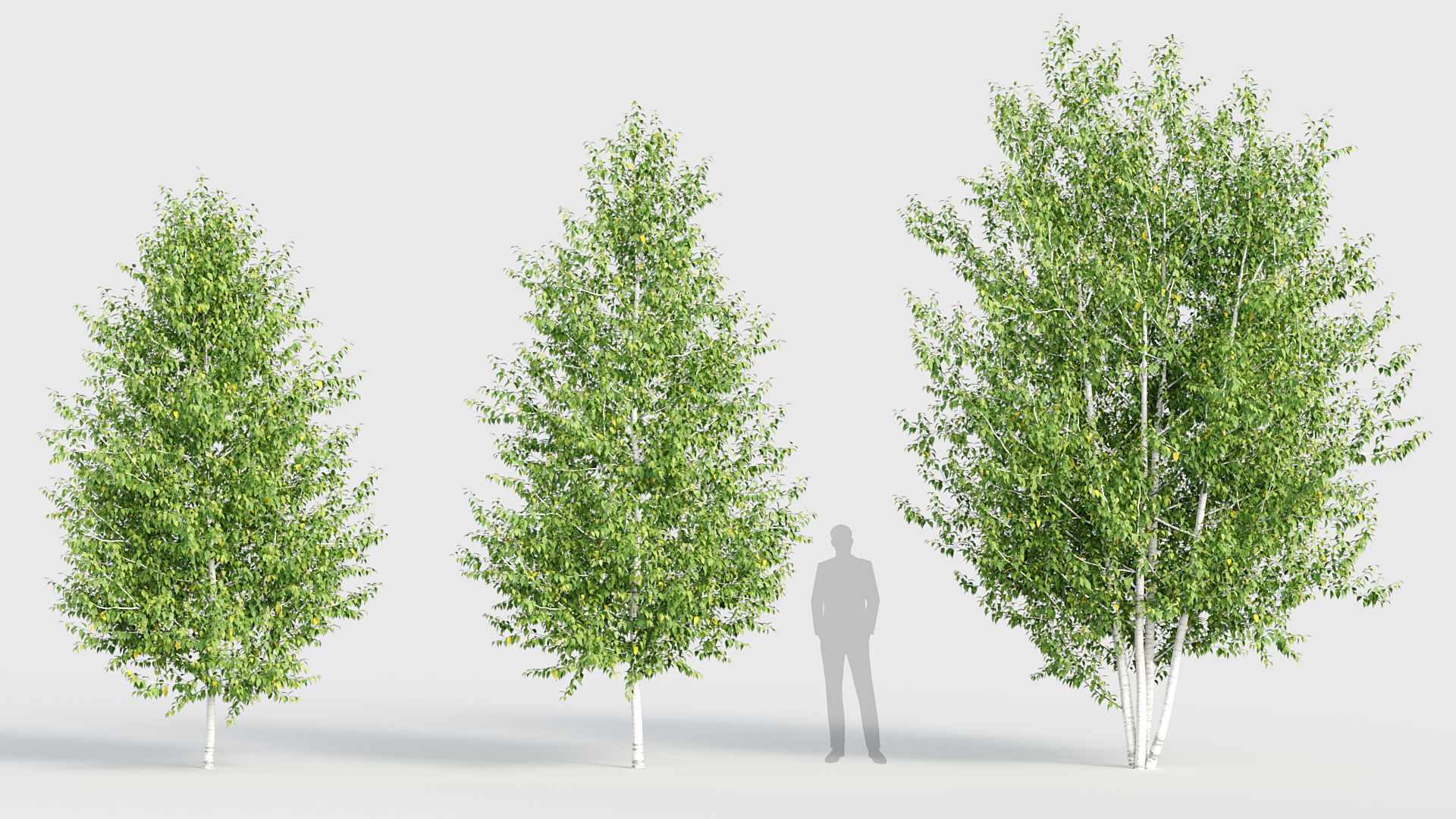 Betula papyrifera Paper birch 3D model_2