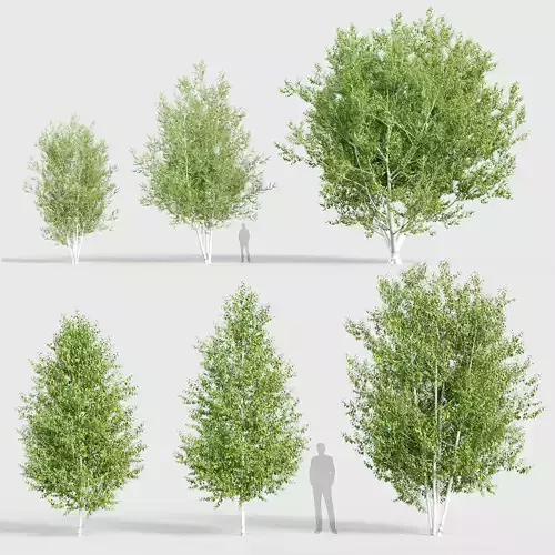 Betula papyrifera Paper birch 3D model
