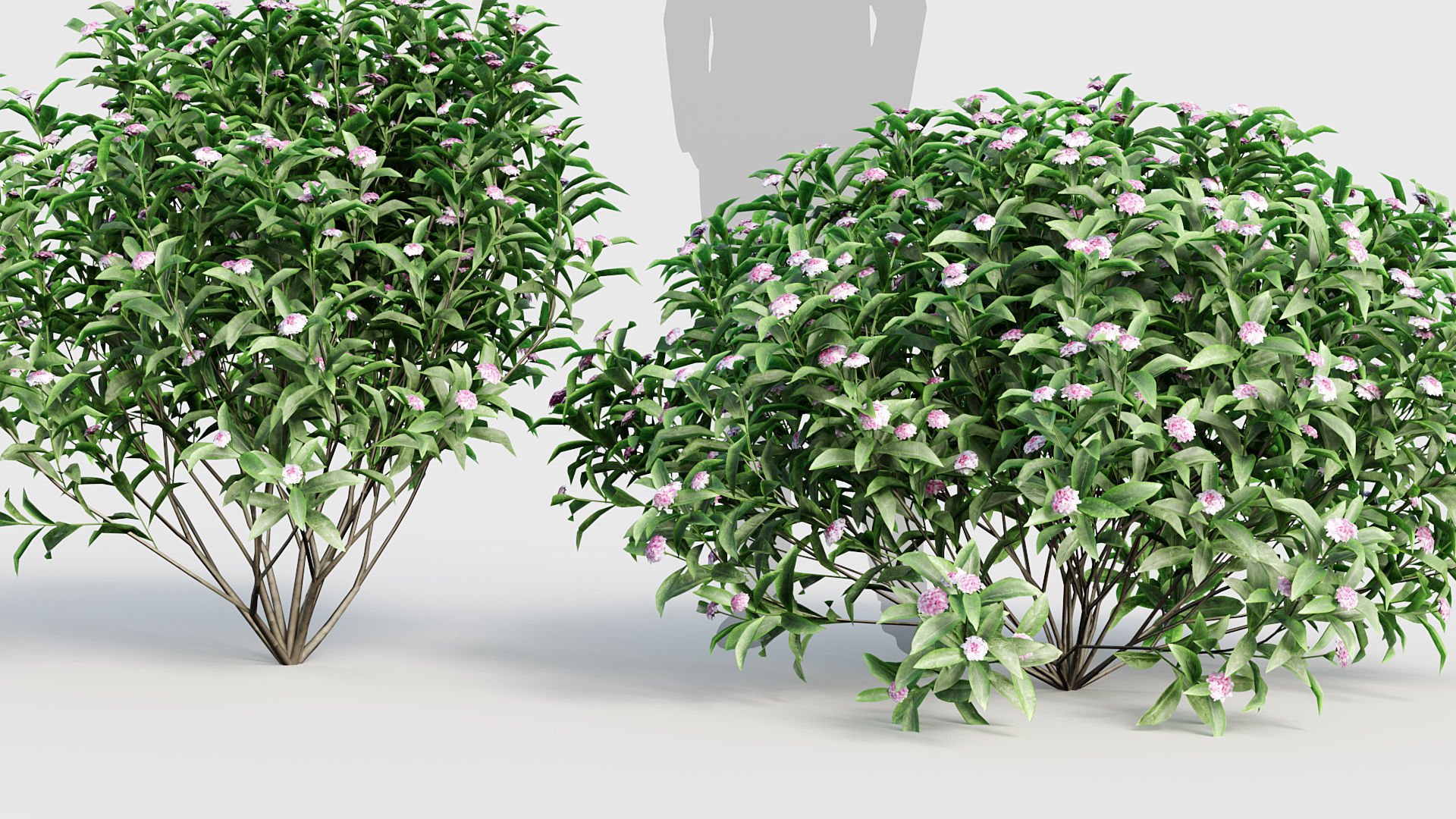 Daphne odora Winter daphne 3D model_4