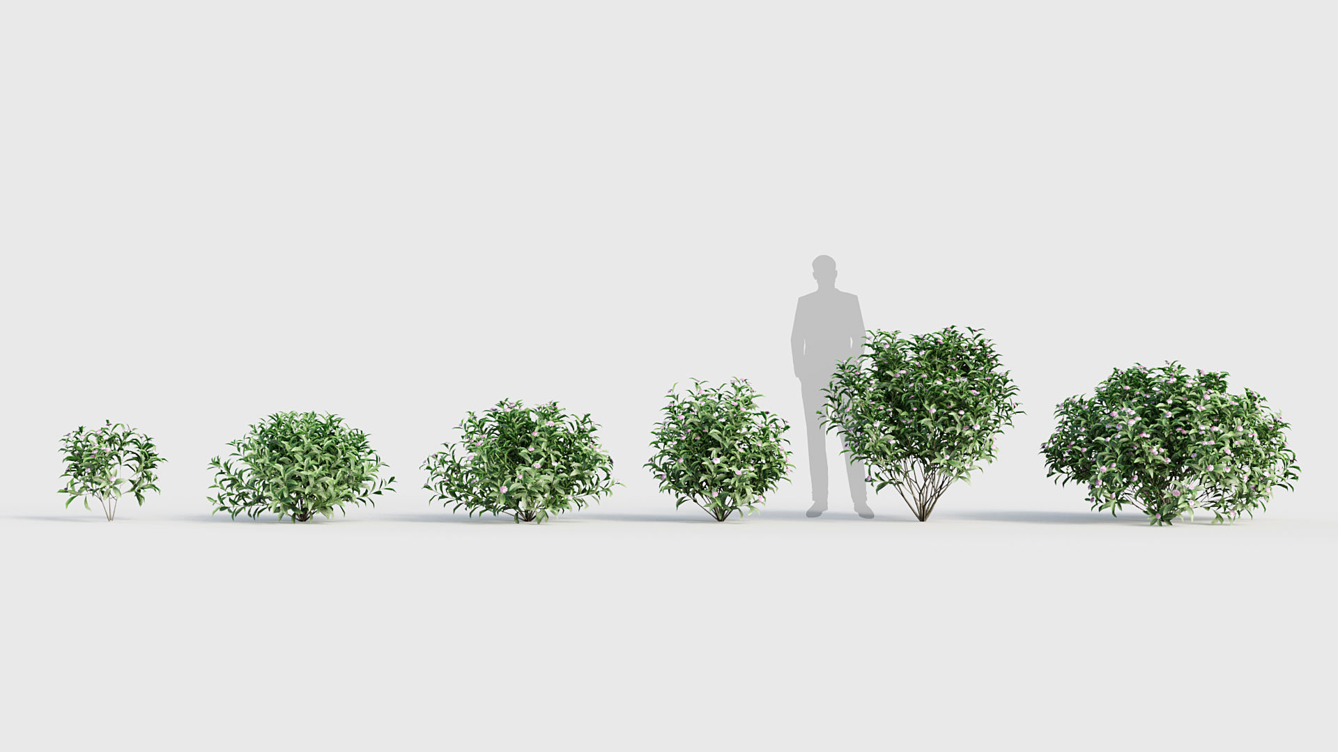 Daphne odora Winter daphne 3D model_1