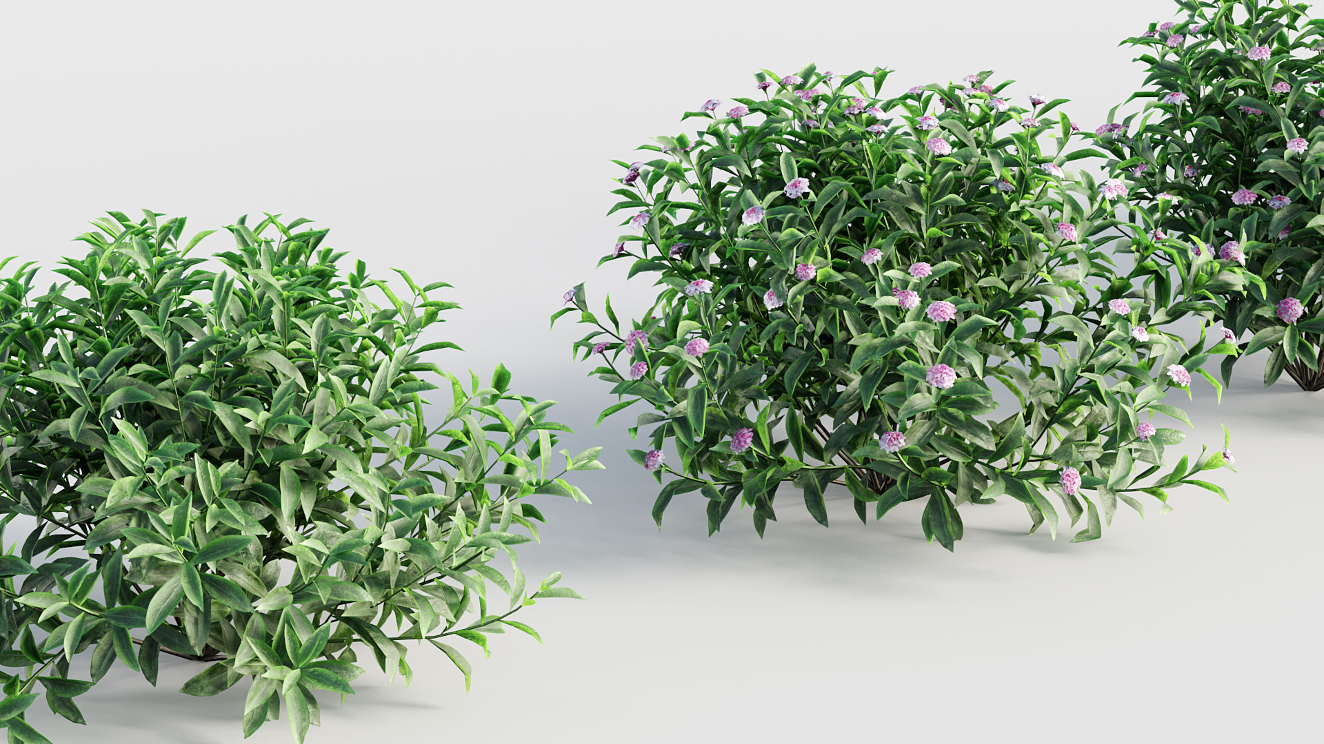 Daphne odora Winter daphne 3D model_5