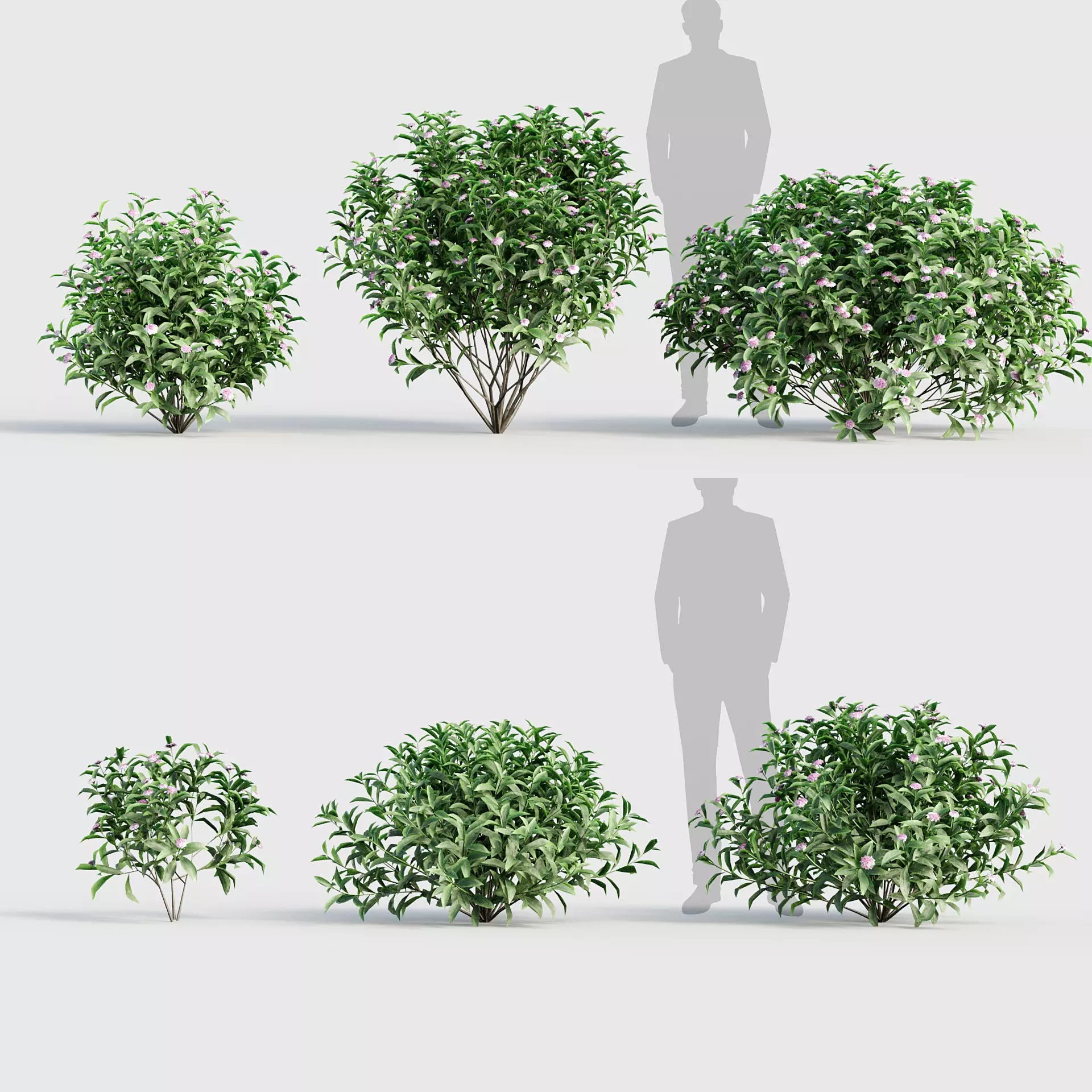 Daphne odora Winter daphne 3D model_0