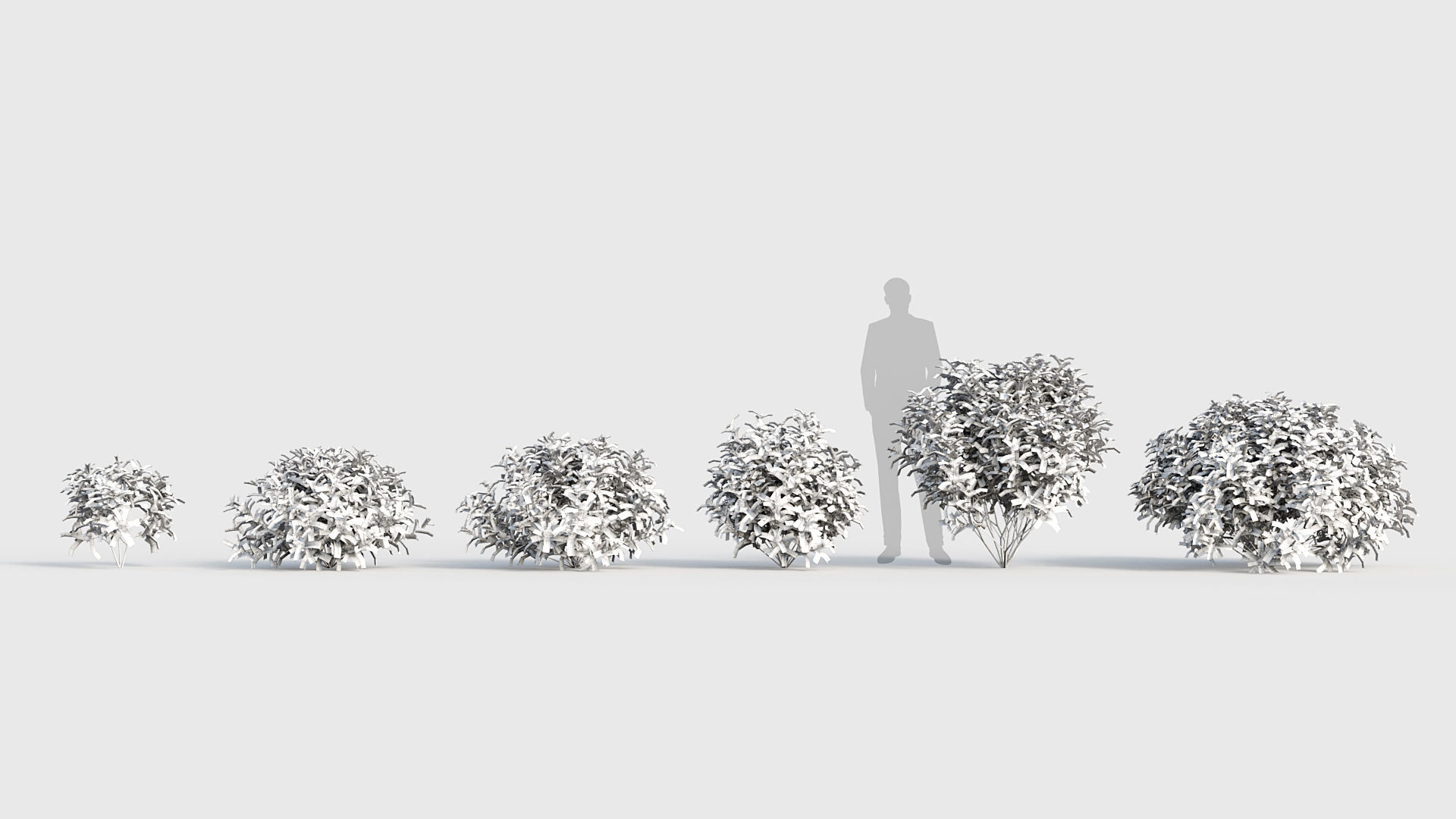 Daphne odora Winter daphne 3D model_8