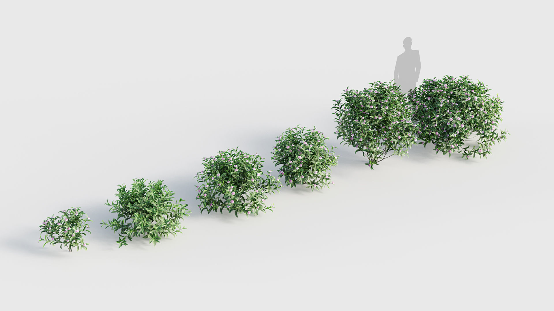 Daphne odora Winter daphne 3D model_6