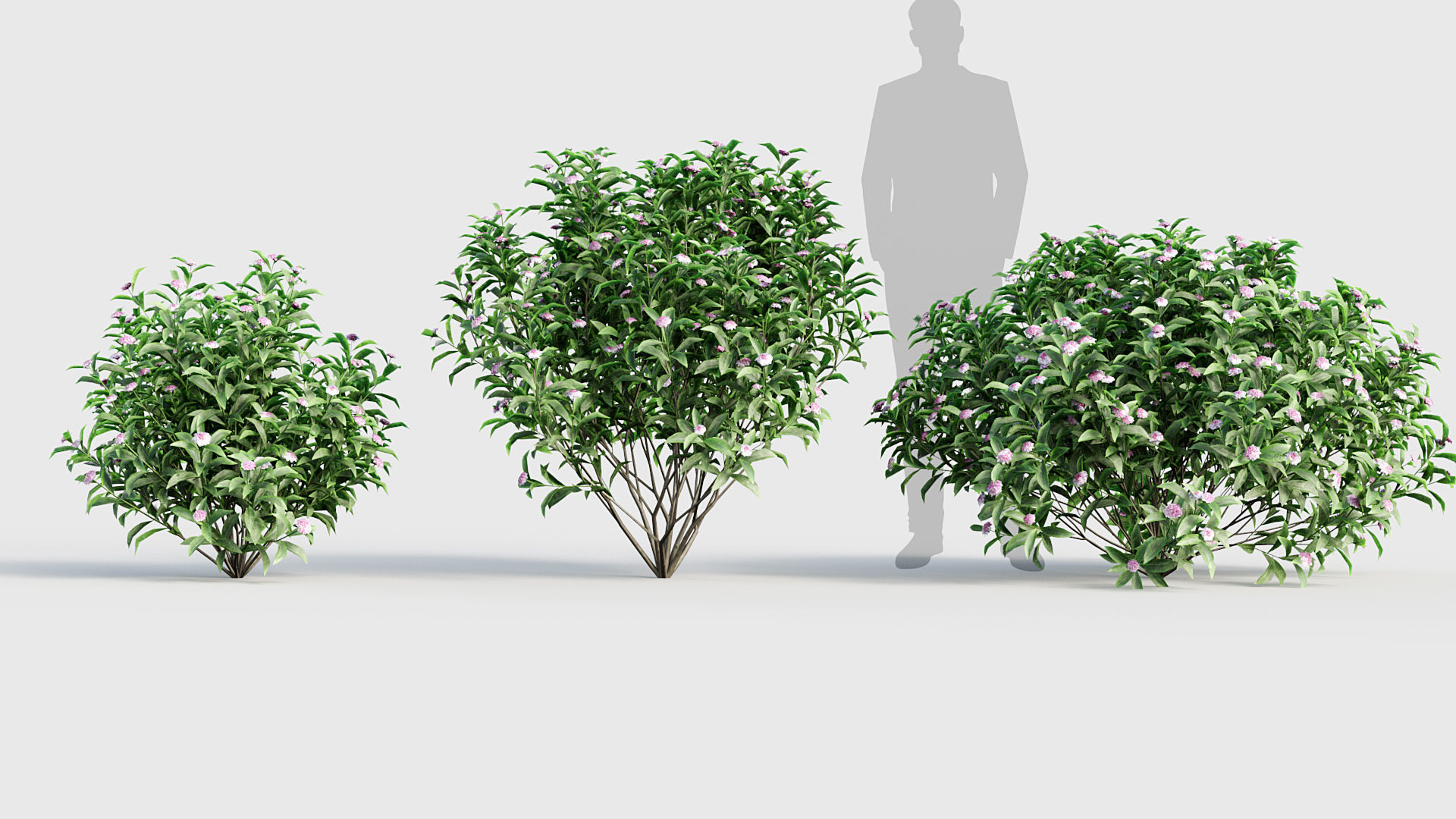 Daphne odora Winter daphne 3D model_3