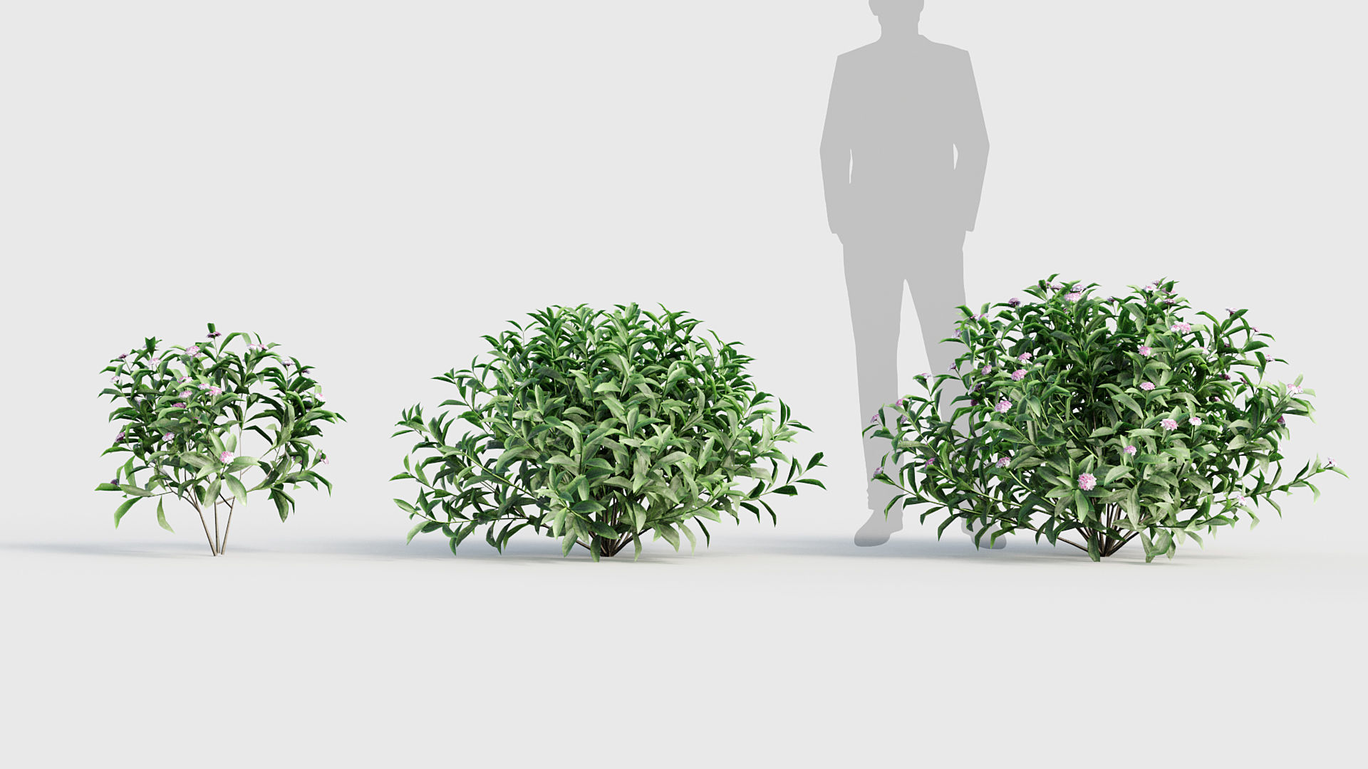 Daphne odora Winter daphne 3D model_2