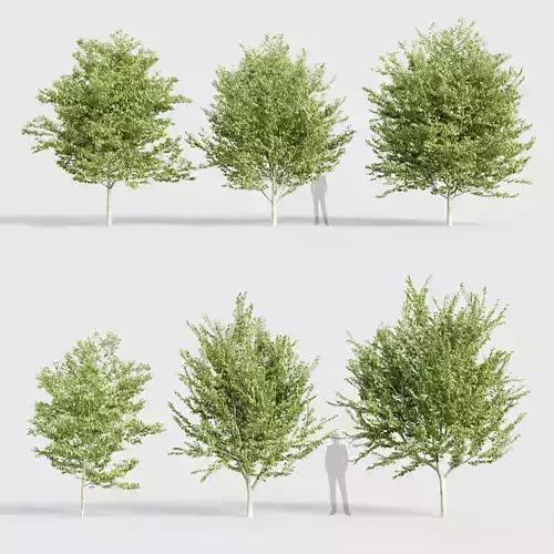 Celtis occidentalis Common hackberry