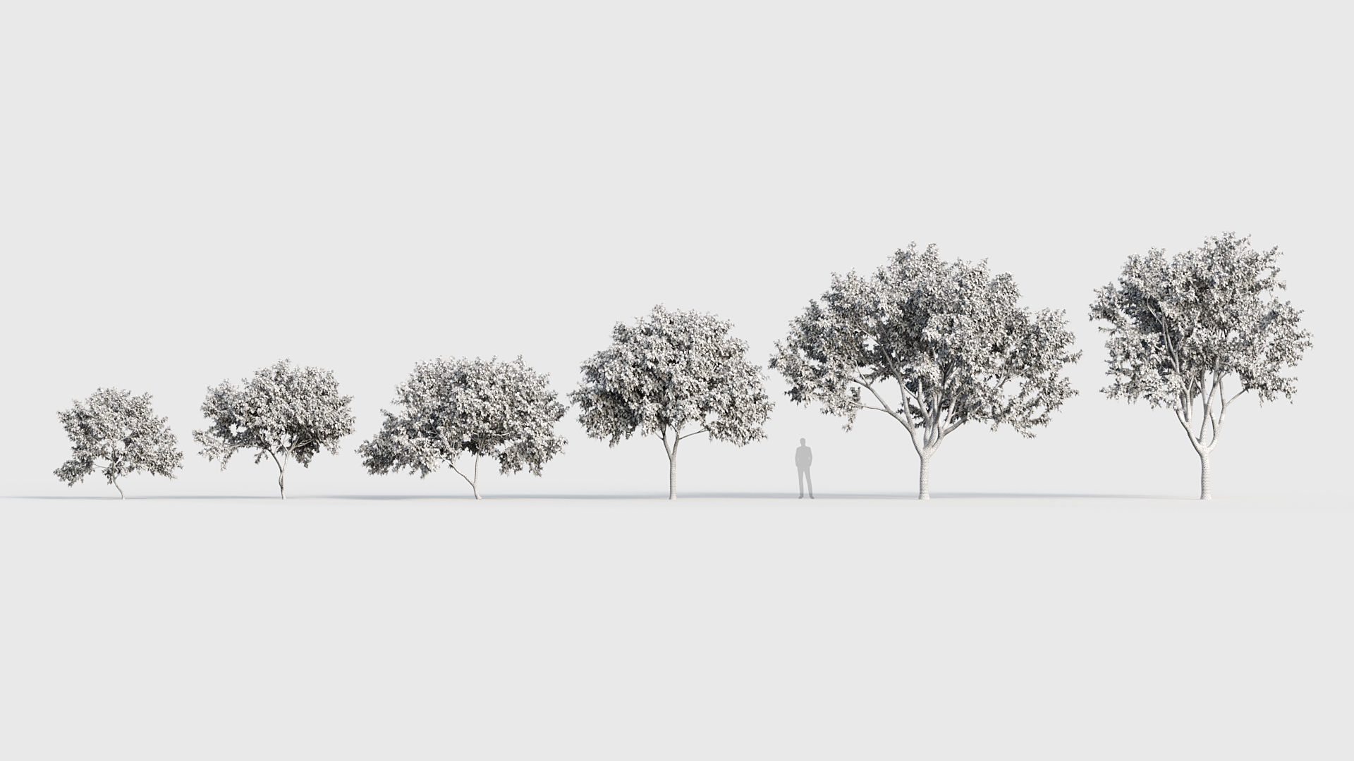 Ceanothus  New Jersey tea 3D model_8