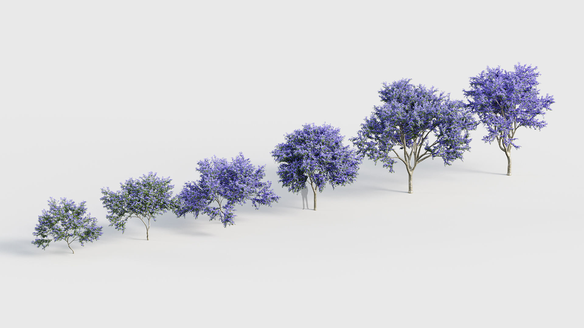 Ceanothus  New Jersey tea 3D model_6