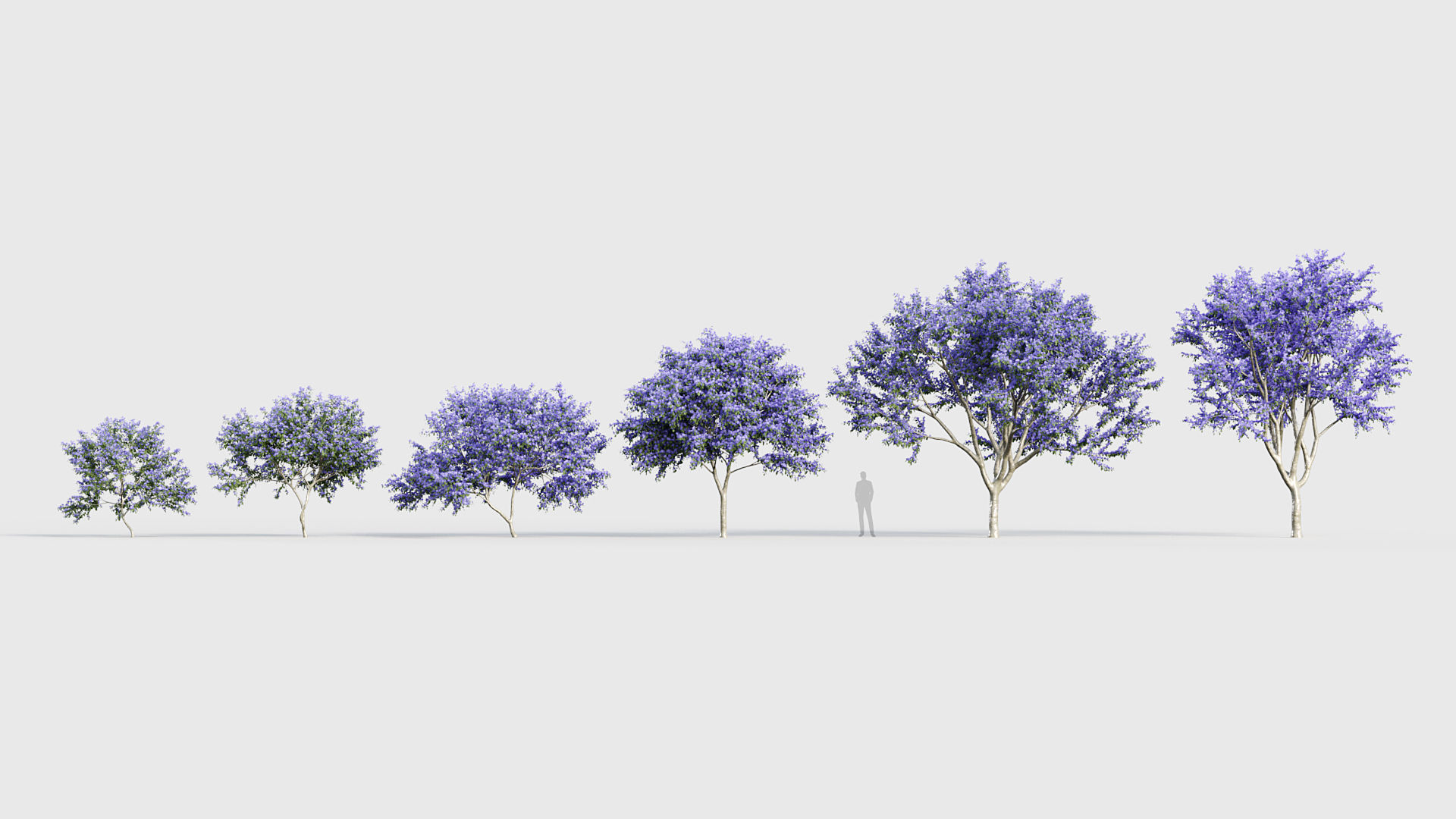 Ceanothus  New Jersey tea 3D model_1