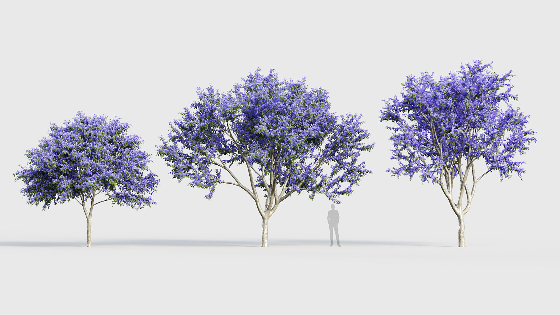 Ceanothus  New Jersey tea 3D model_3