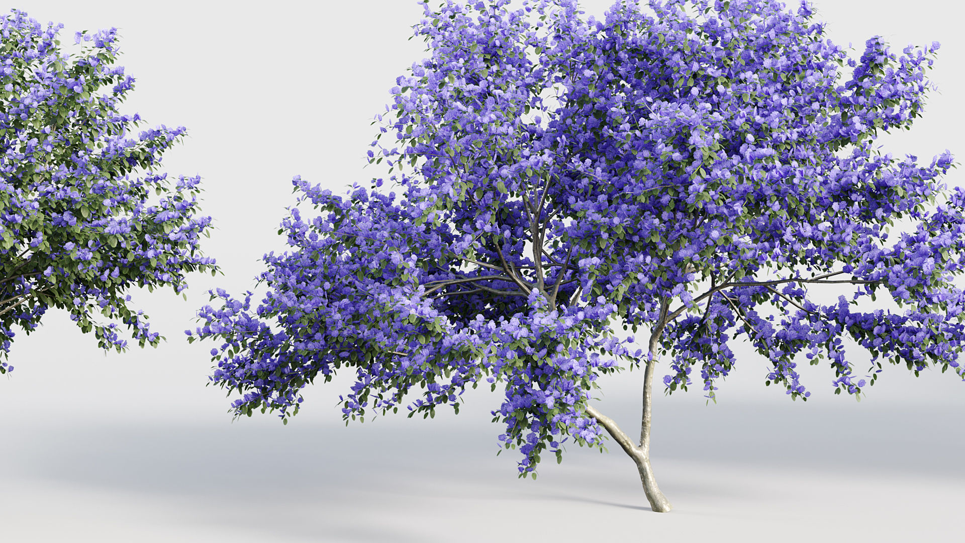 Ceanothus  New Jersey tea 3D model_5