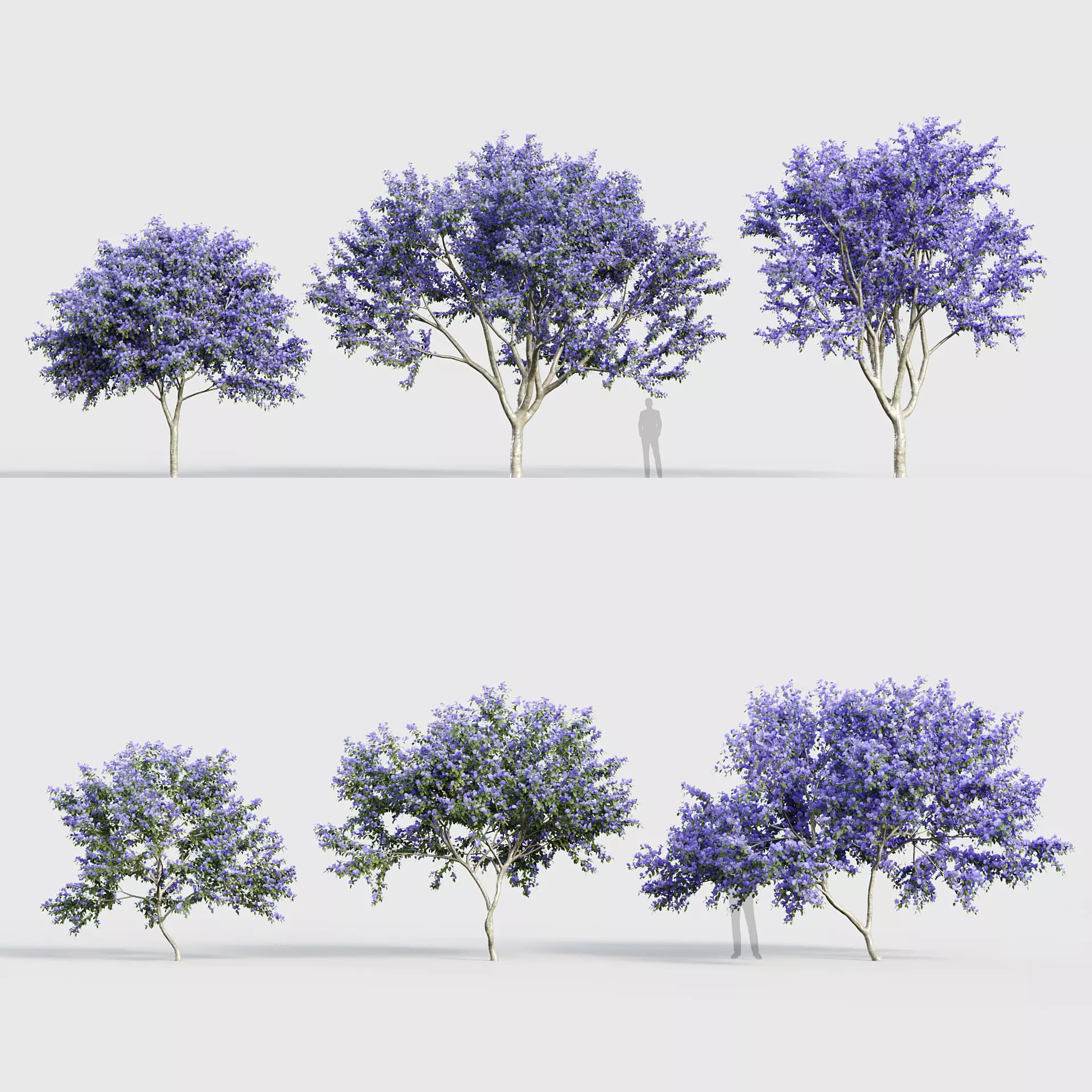 Ceanothus  New Jersey tea 3D model_0