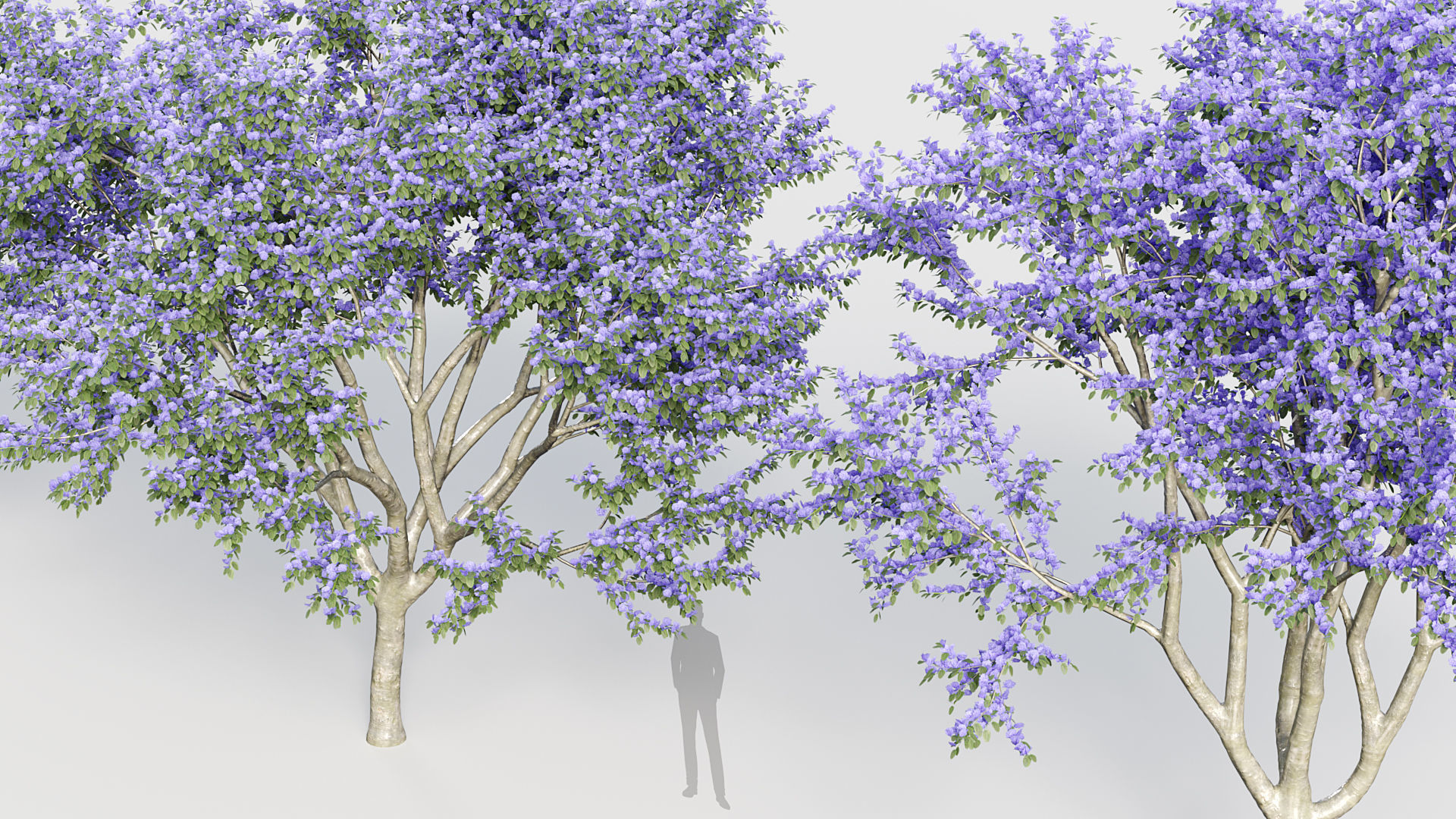 Ceanothus  New Jersey tea 3D model_4