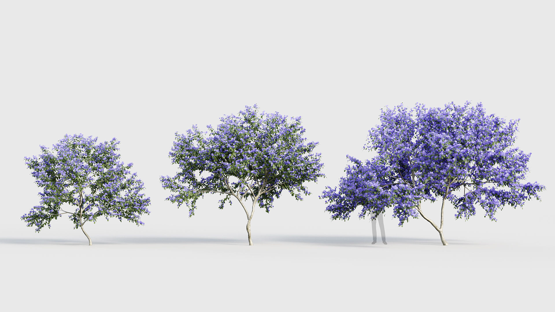 Ceanothus  New Jersey tea 3D model_2