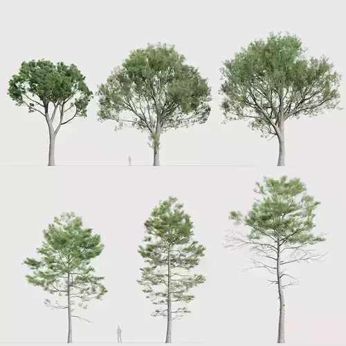 Pinus pinaster Maritime pine