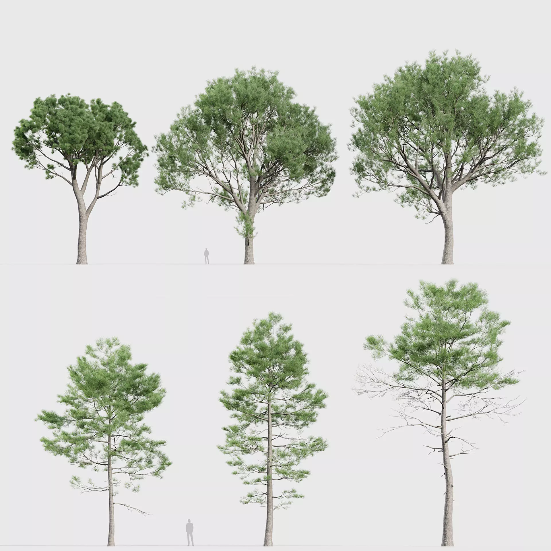 Pinus pinaster - Maritime pine 3D model