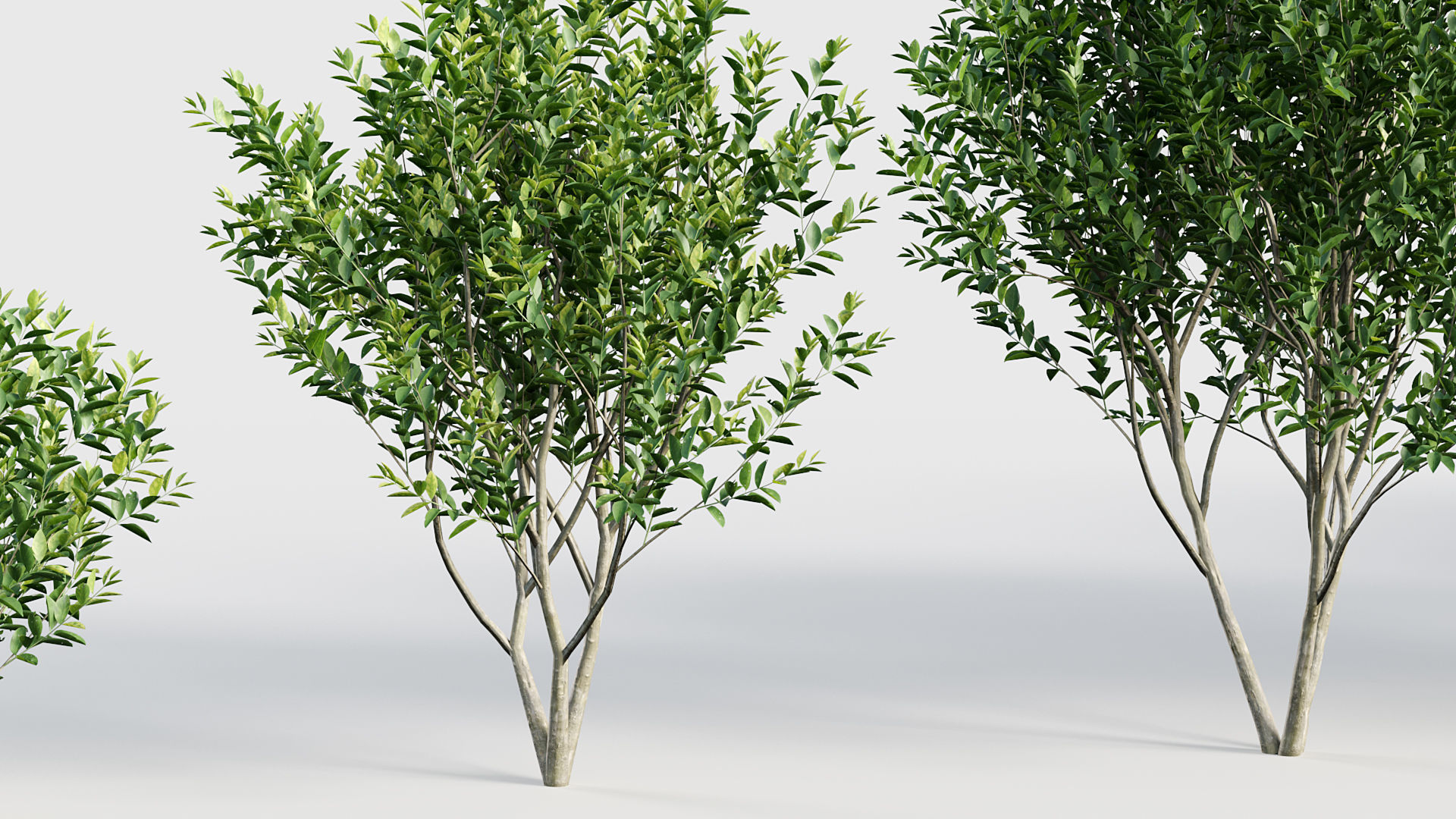 Ligustrum Common privet 3D model_5