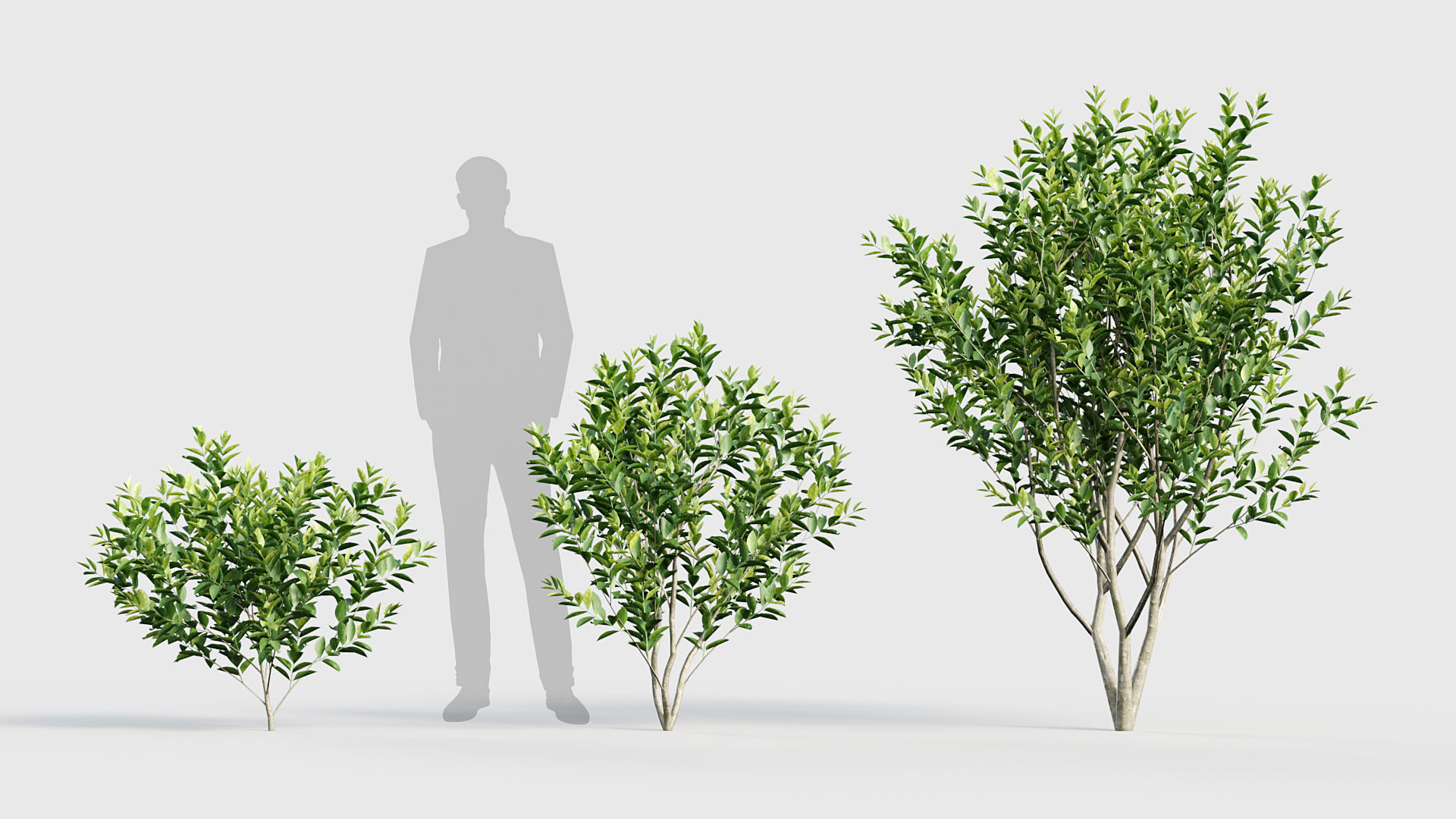 Ligustrum Common privet 3D model_2